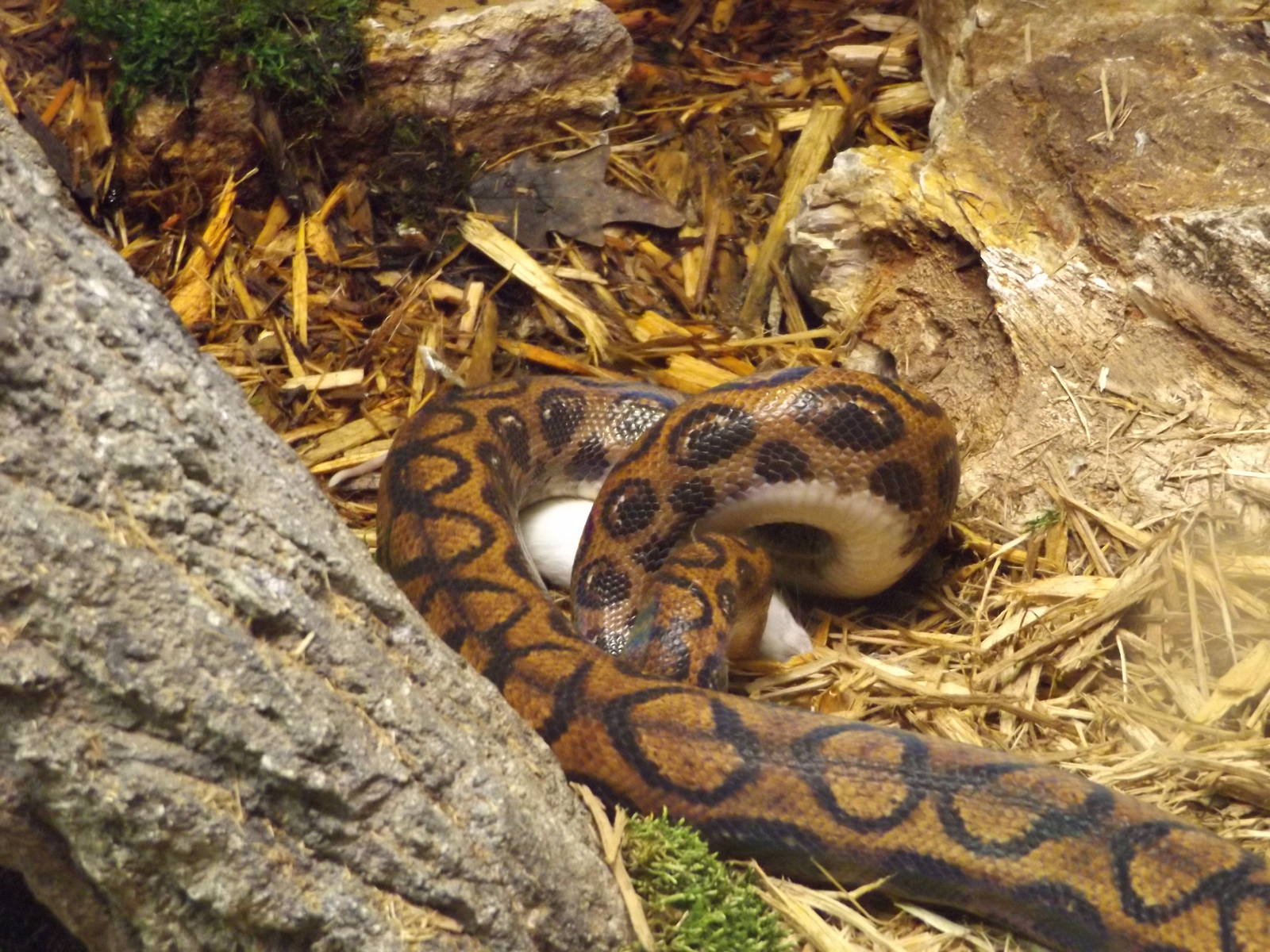 Aquarium and Reptile Center- Brazilian Rainbow Boa, Lunchtime!