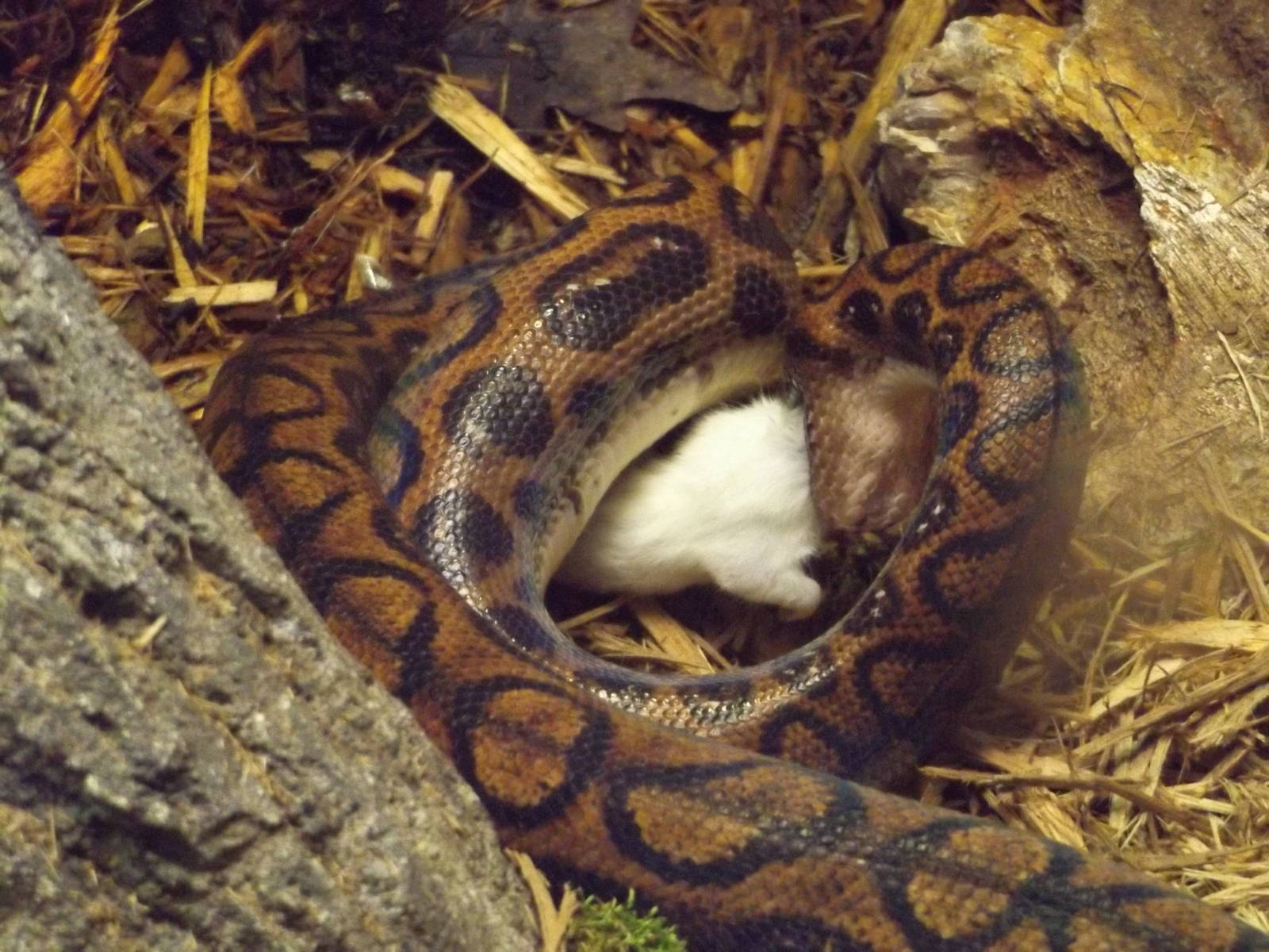 Aquarium and Reptile Center- Brazilian Rainbow Boa, Lunchtime!