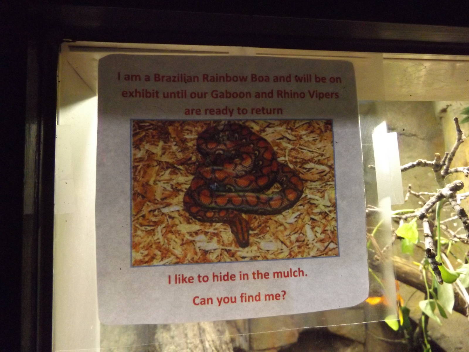 Aquarium and Reptile Center- Brazilian Rainbow Boa Signage