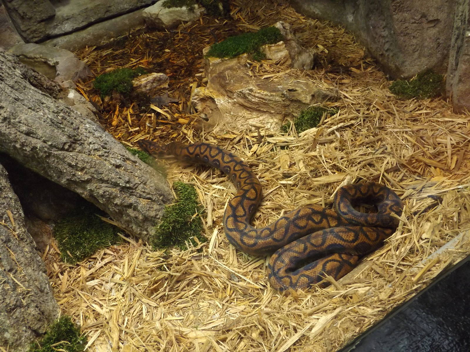 Aquarium and Reptile Center- Brazilian Rainbow Boa (Temporary)