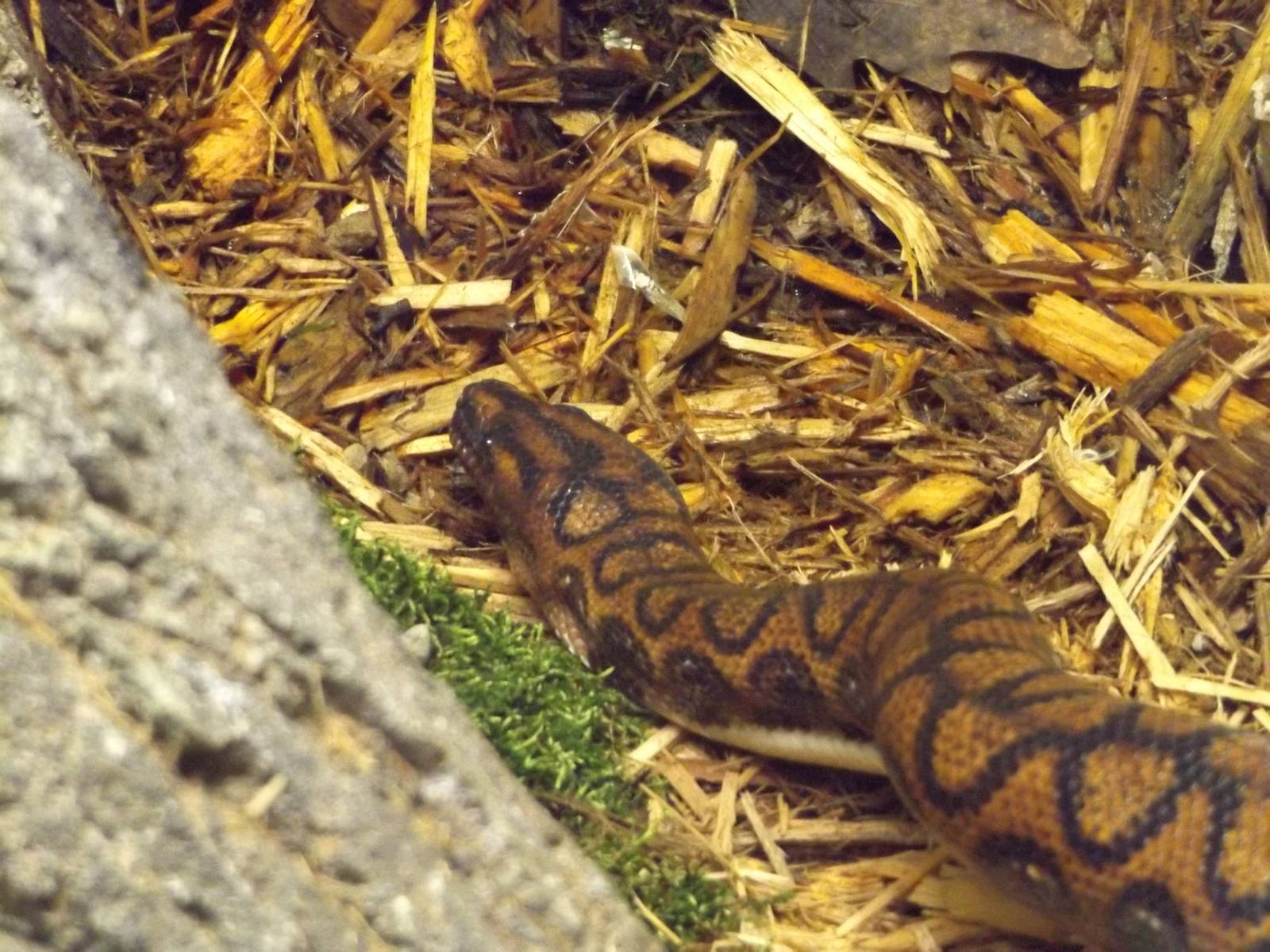 Aquarium and Reptile Center- Brazilian Rainbow Boa (Temporary)