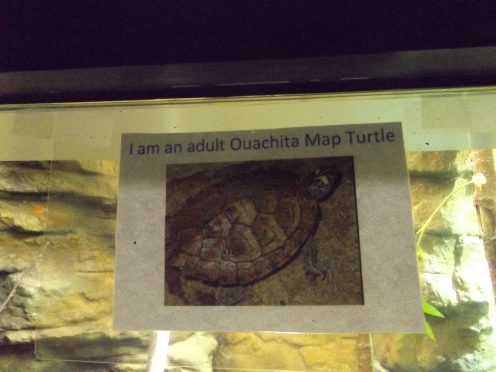 Aquarium and Reptile Center- Ouachita Map Turtle Signage (Poor)