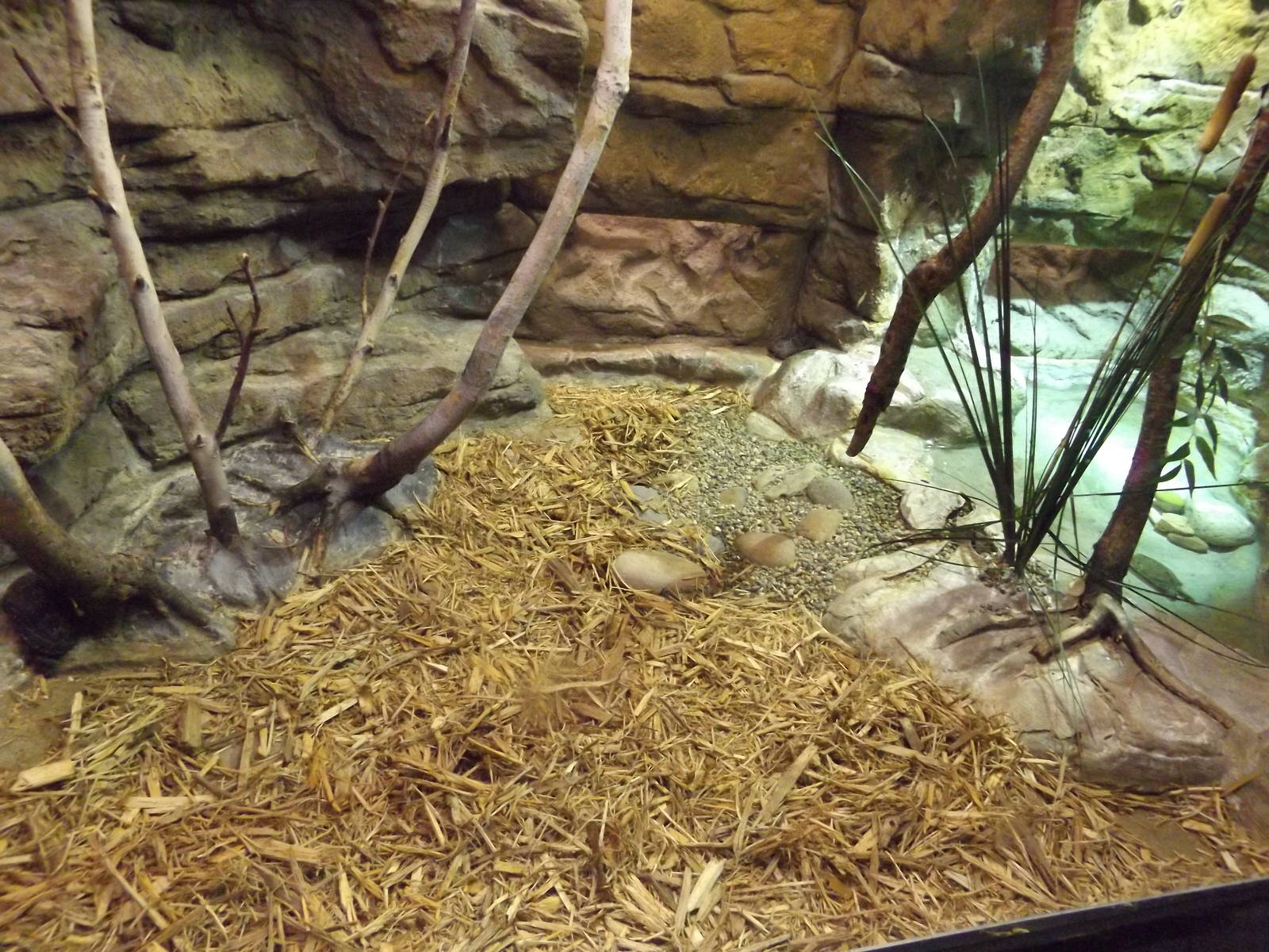 Aquarium and Reptile Center- Spotted Turtle and Ouachita Map Turtle Exhibit