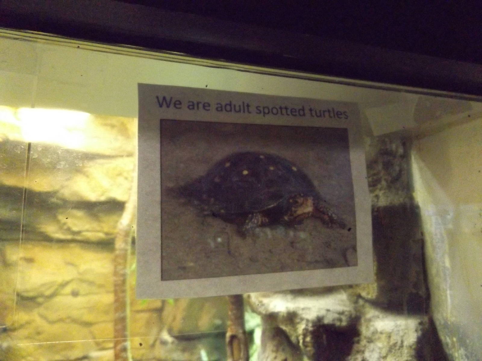 Aquarium and Reptile Center- Spotted Turtle Signage (Poor)
