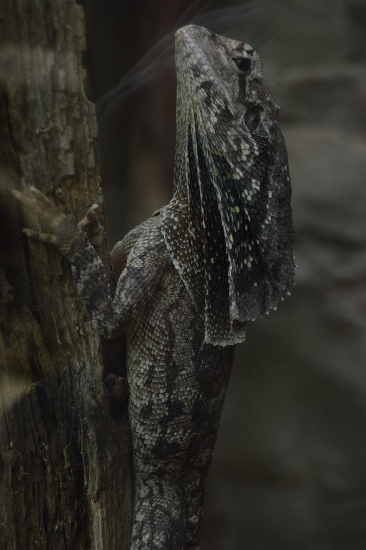 Aquarium and Reptile Conservation Center - Frilled Lizard (Chlamydosaurus kingii)