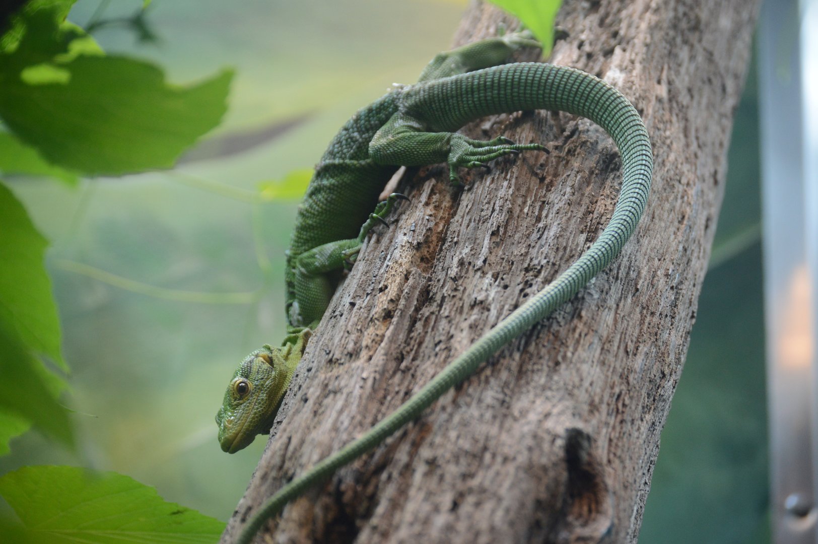 Aquarium and Reptile Conservation Center - Green Tree Monitor (Varanus prasinus)