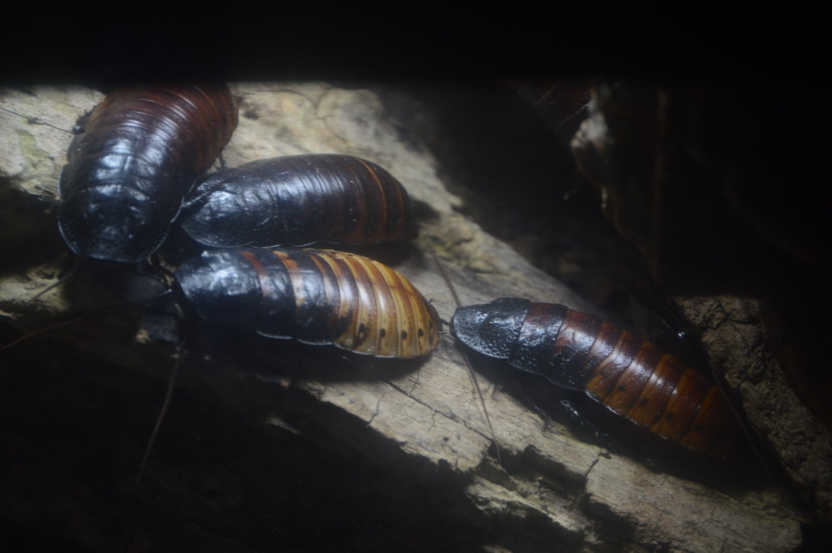 Aquarium and Reptile Conservation Center - Madagascar Hissing Cockroach (Gromphadorhina portentosa)
