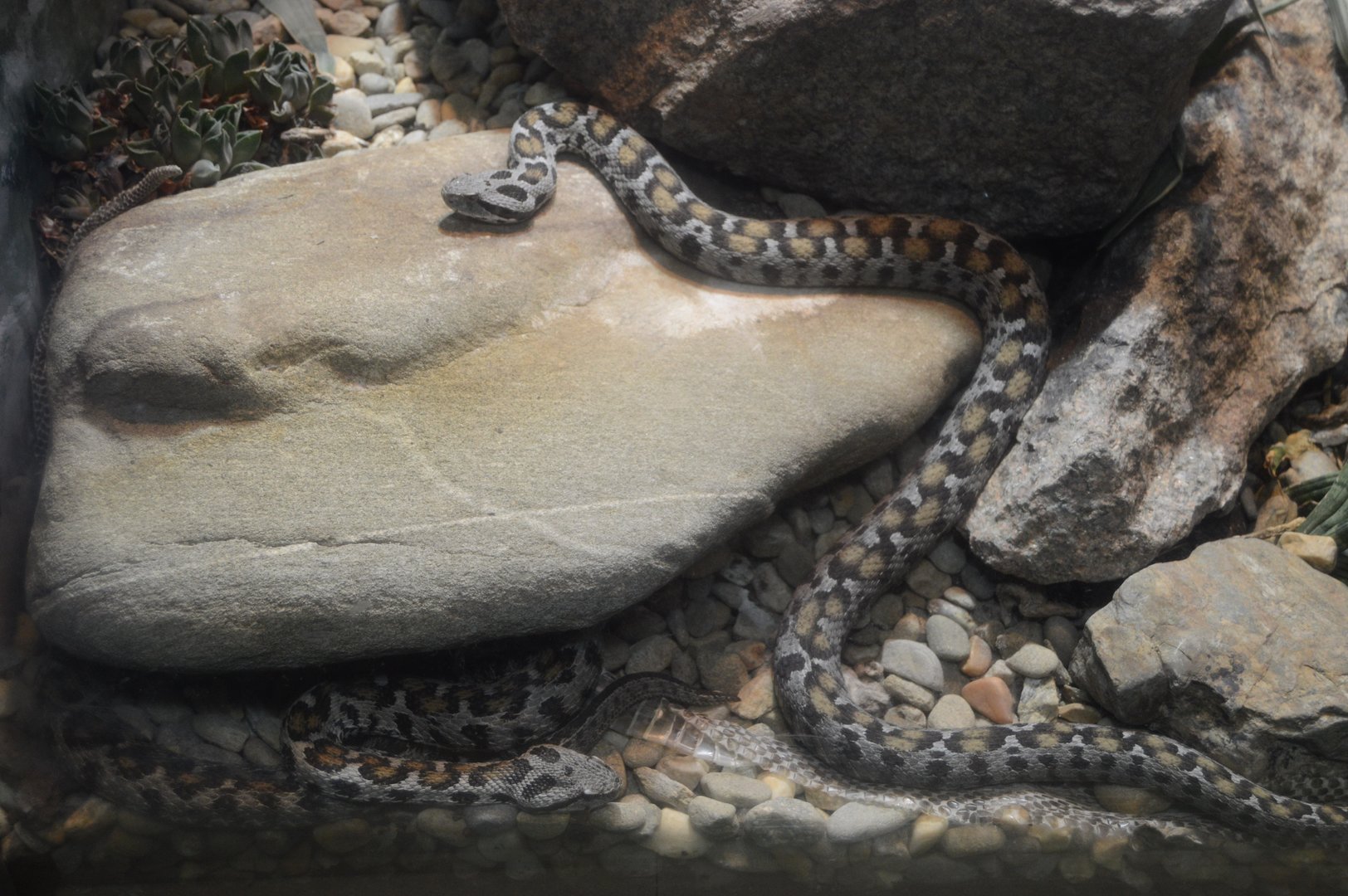 Aquarium and Reptile Conservation Center - Ocellated Mountain Viper (Montivipera wagneri)