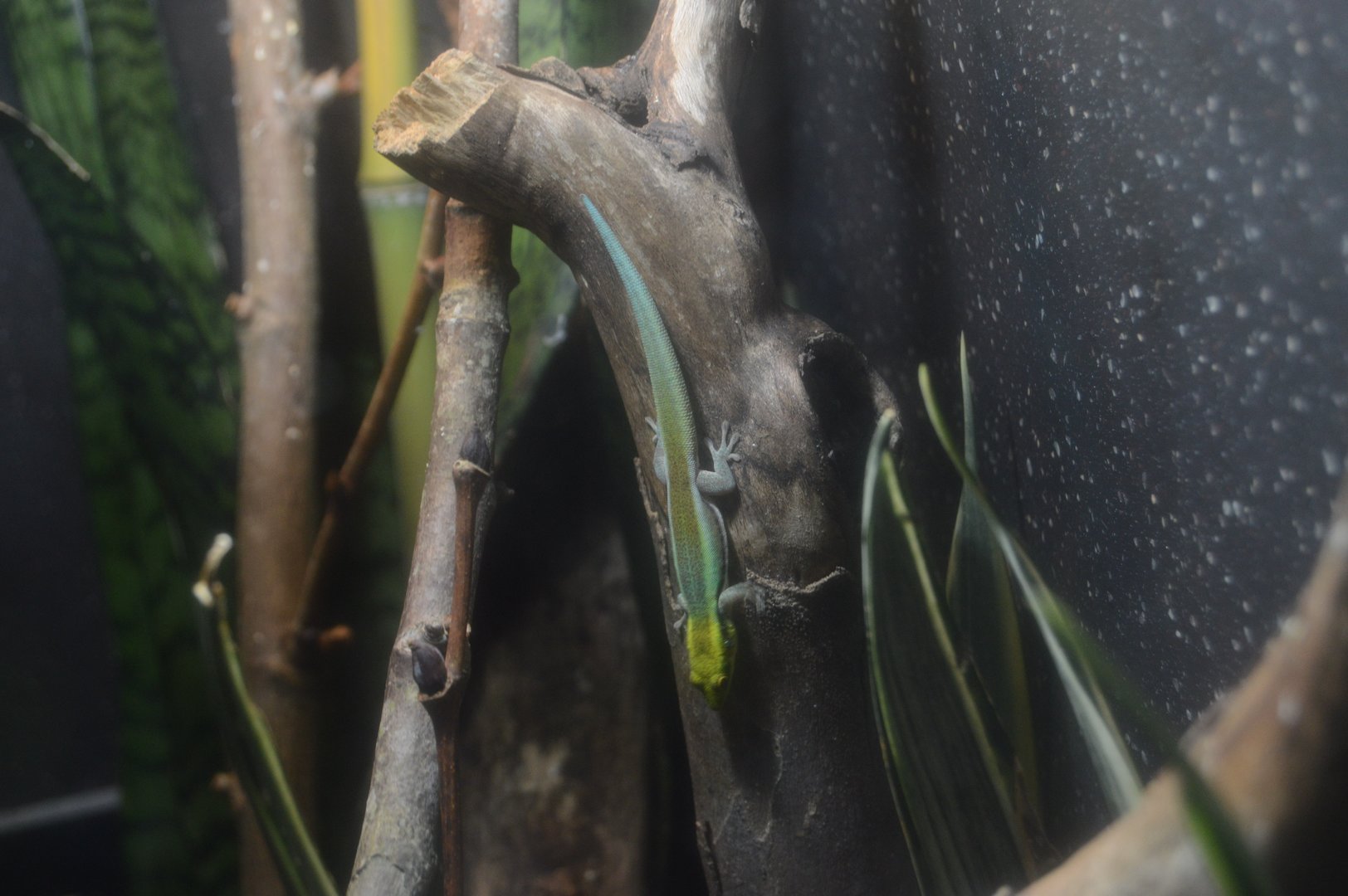 Aquarium and Reptile Conservation Center - Yellow-headed Day Gecko (Phelsuma klemmeri)