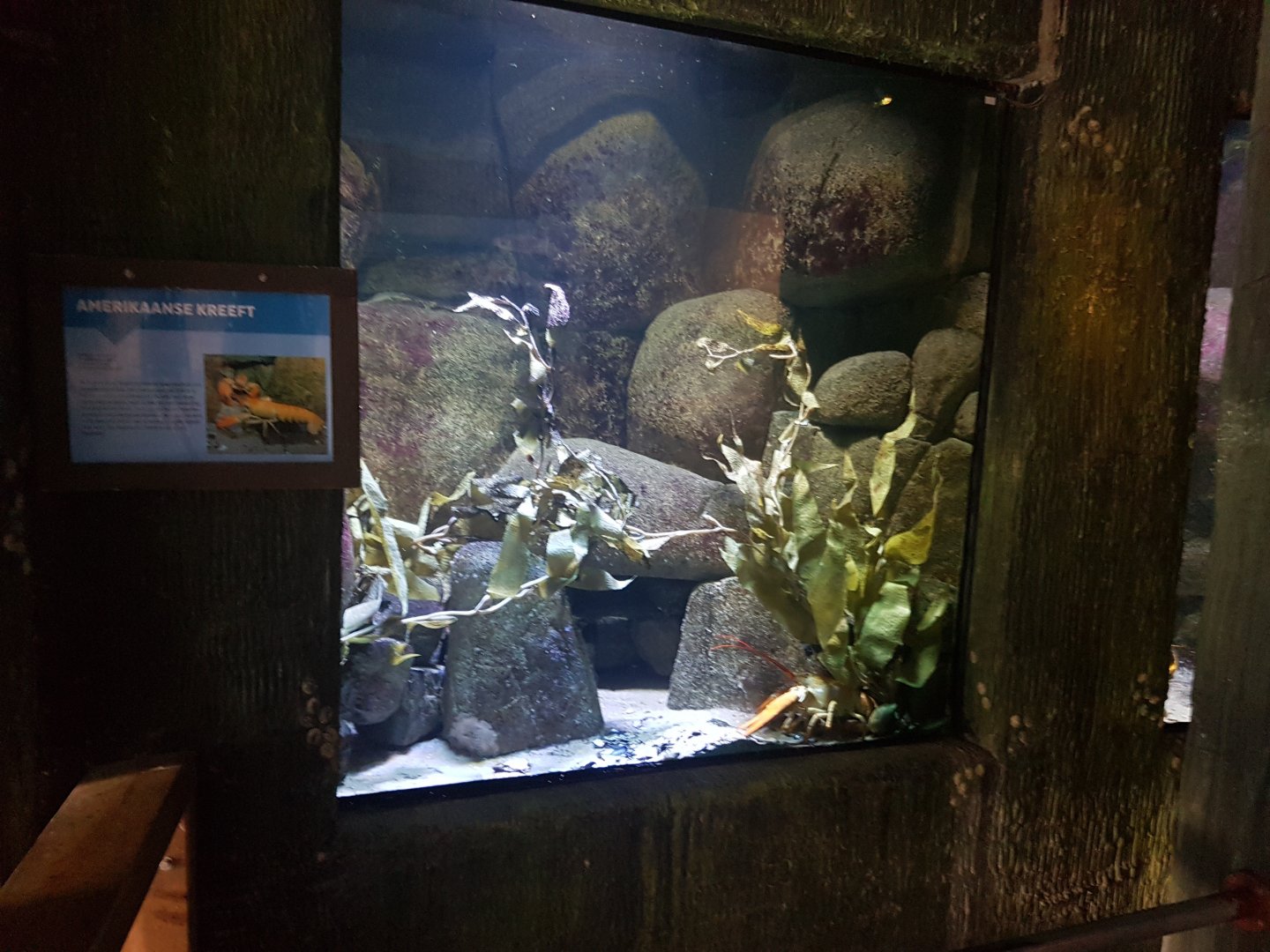 Aquarium and sign American lobster