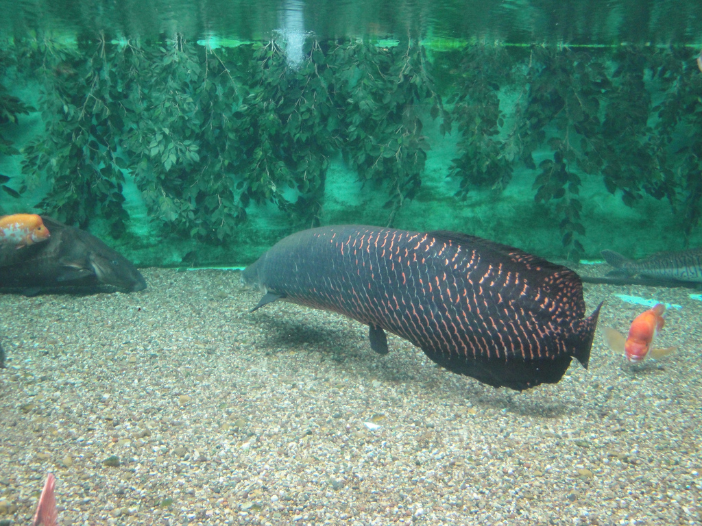 Aquarium - Arapaima