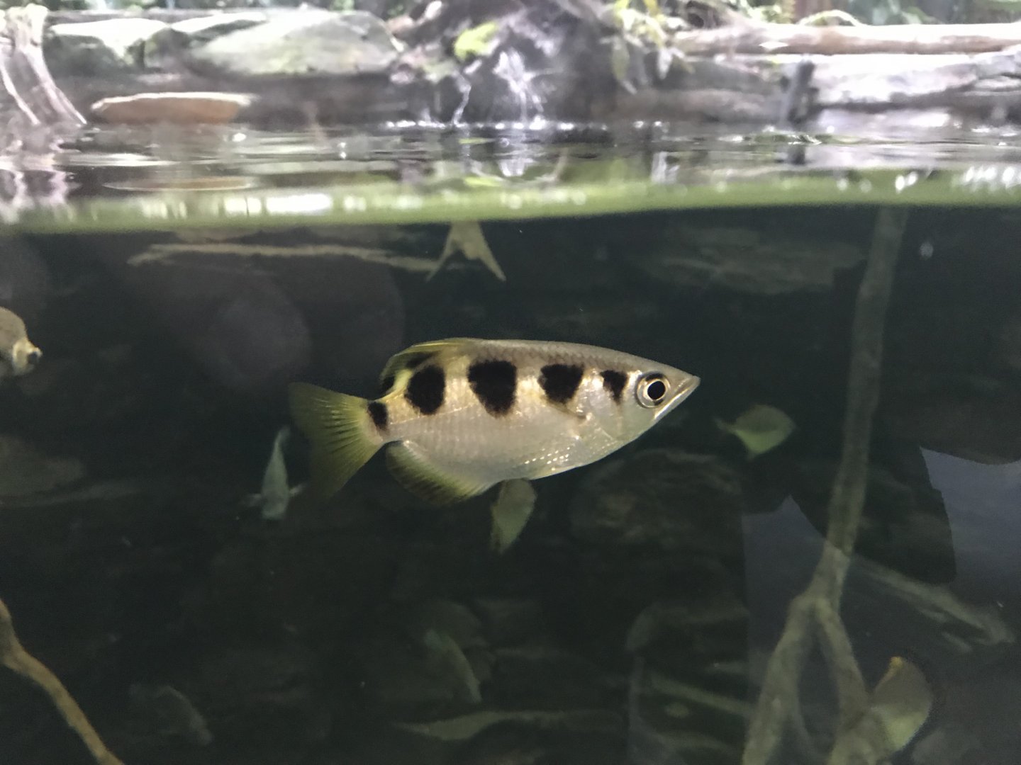 Aquarium - Archerfish 261018
