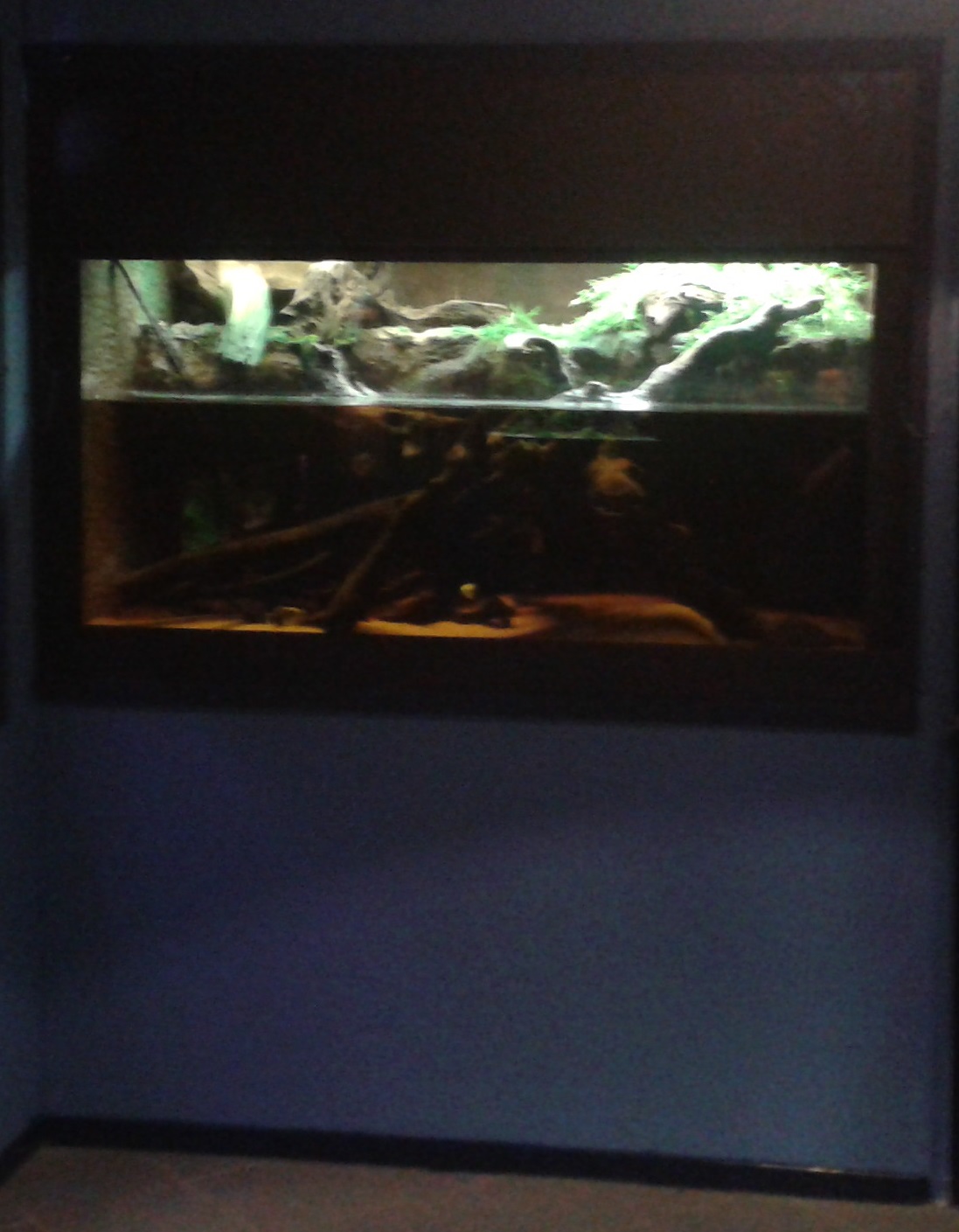 Aquarium Archerfishes