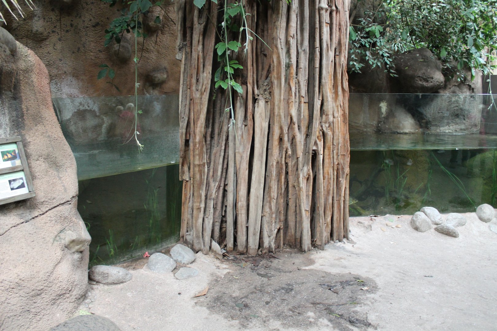 Aquarium Asian fishes