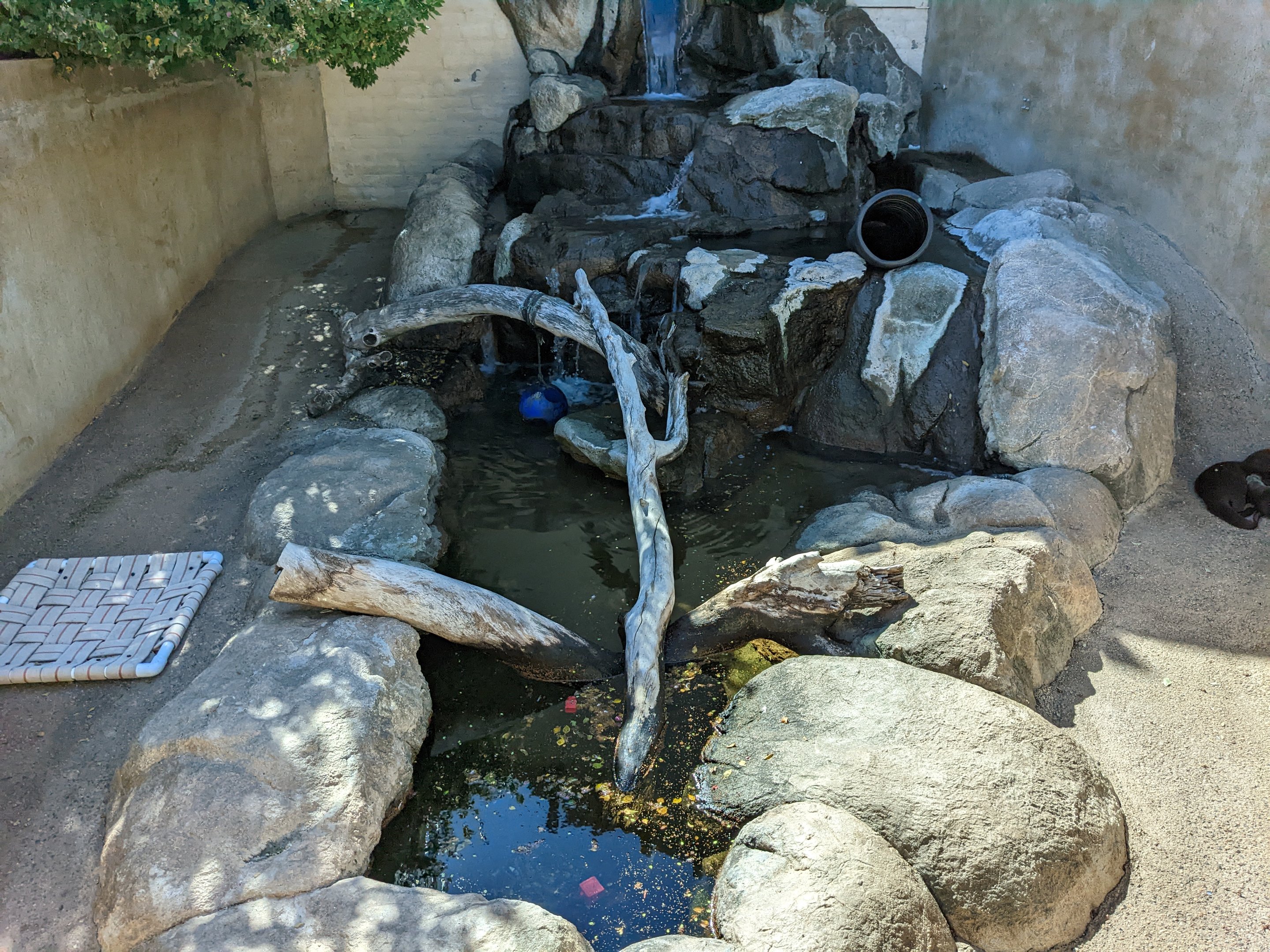 Aquarium - Asian small clawed otter