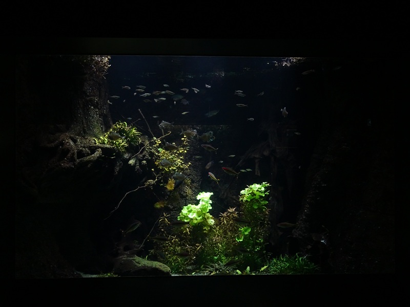 Aquarium: Asiatic freshwater tank (species list in comments)