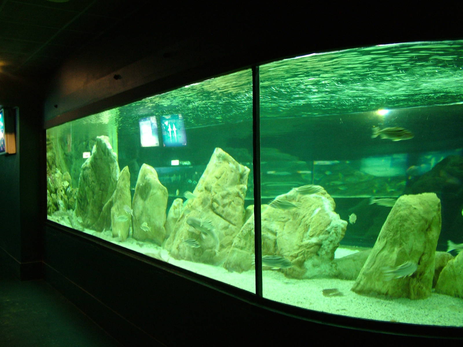 Aquarium at Madrid Zoo Aquarium, 26/05/11