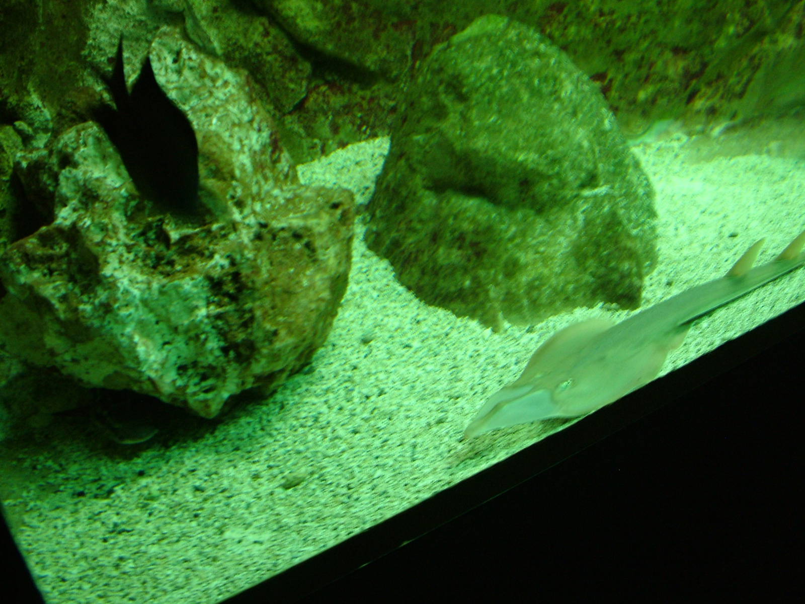 Aquarium at Madrid Zoo Aquarium, 26/05/11