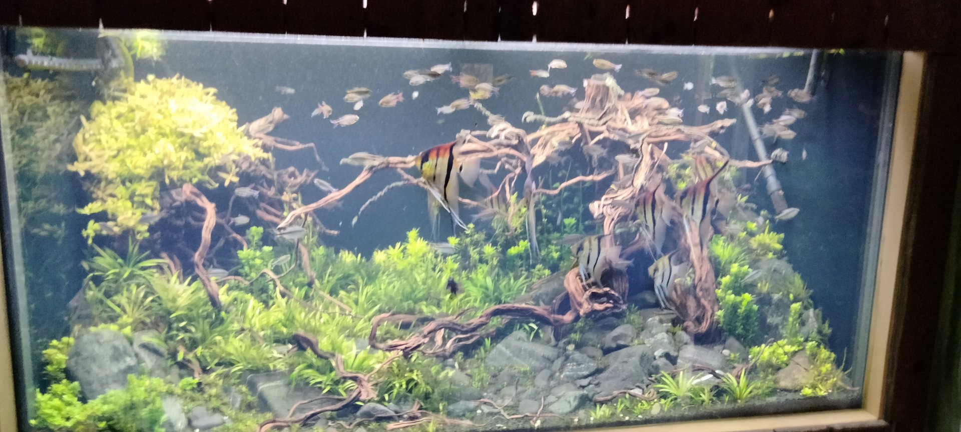 Aquarium at the end of Matamata pavilion