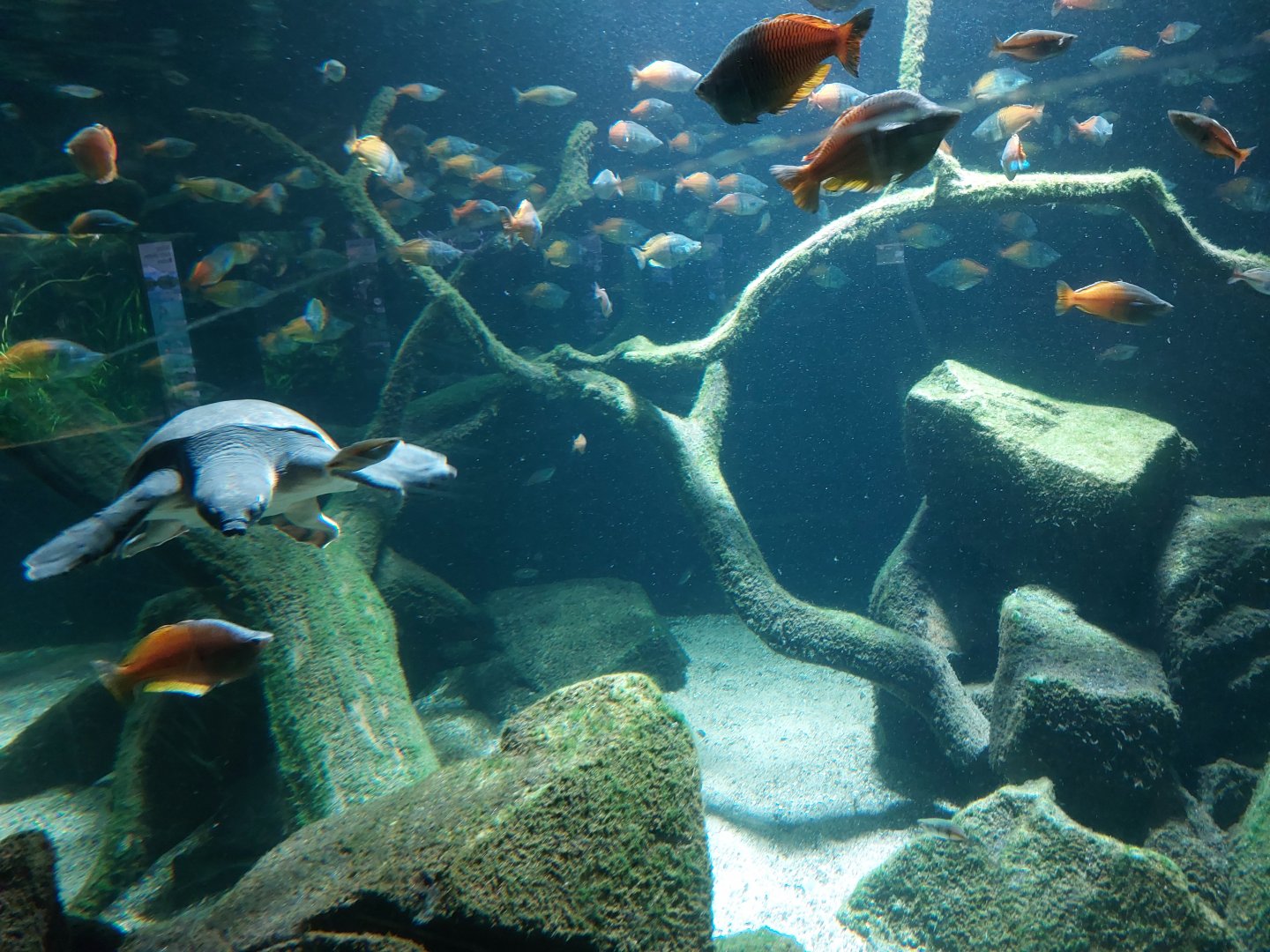 Aquarium - Australian lungfish tank