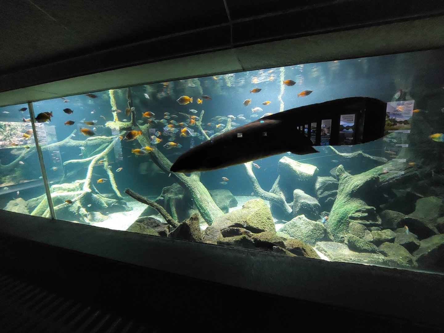 Aquarium - Australian lungfish tank