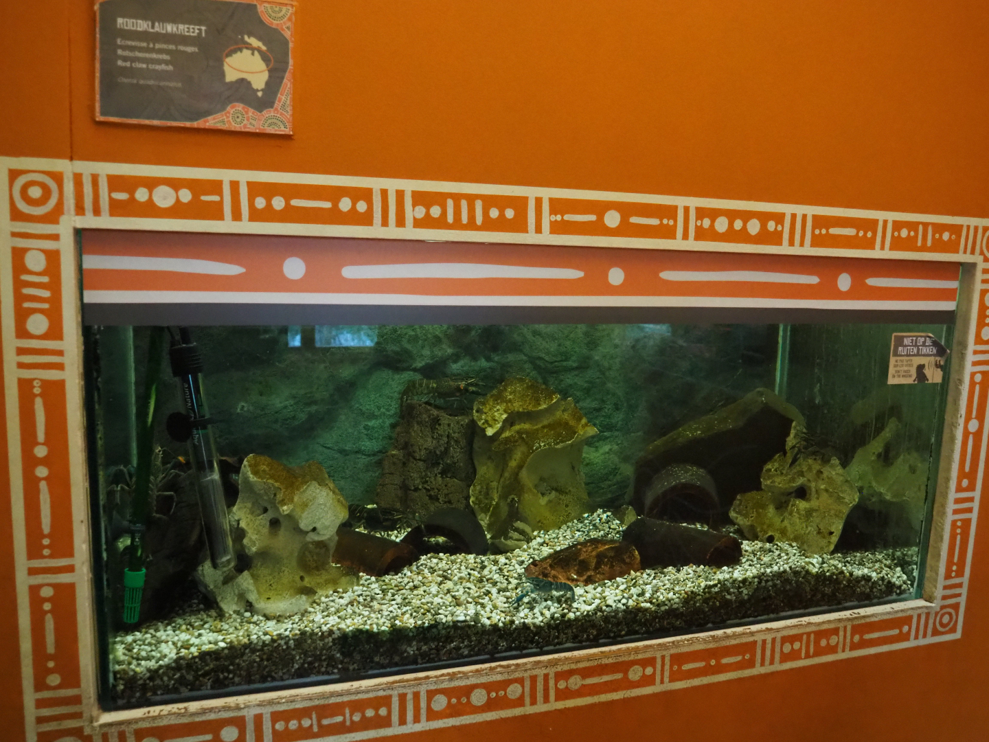 Aquarium Australian red-clawed crayfish, 2020-01-11