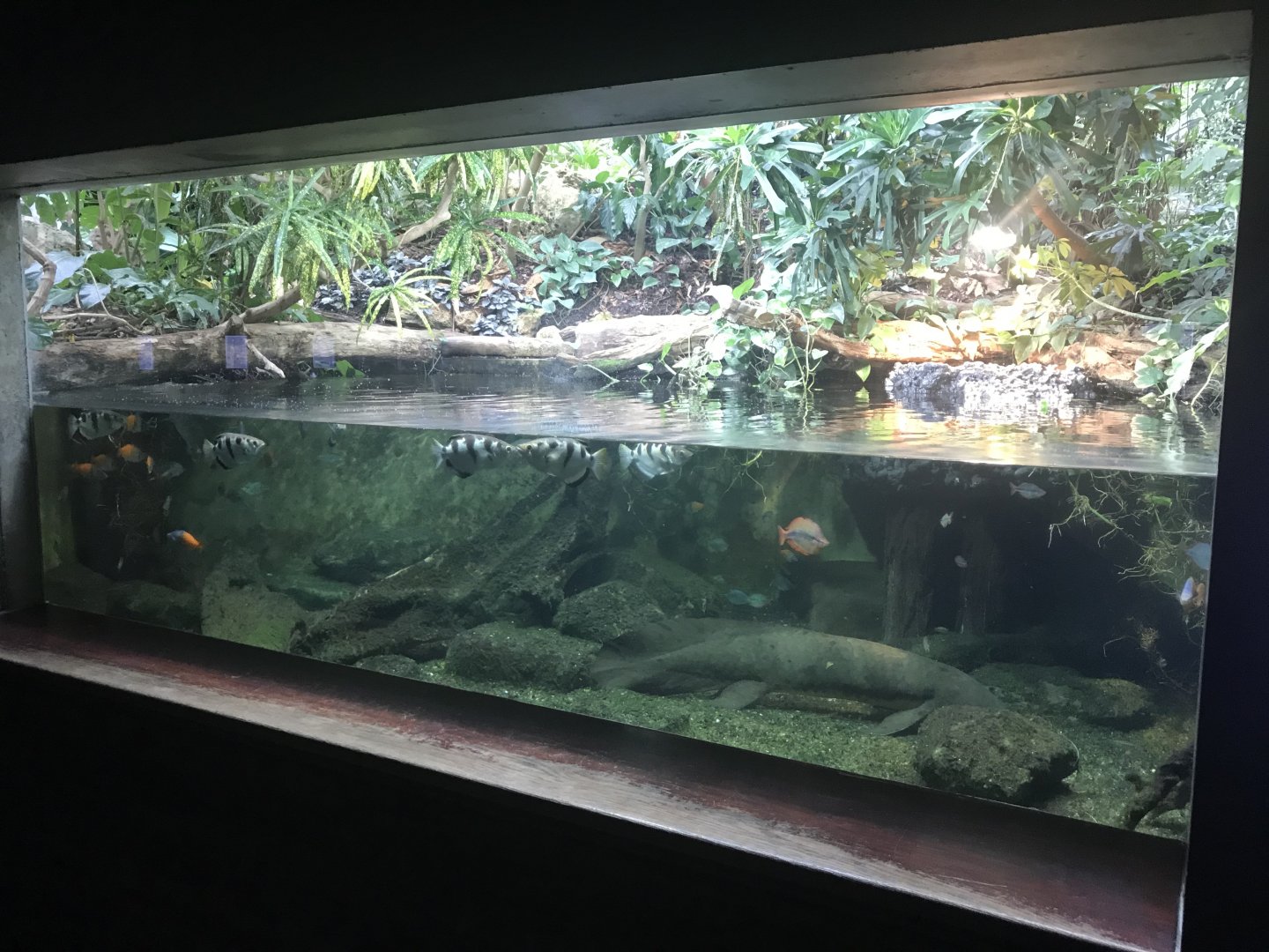 Aquarium - Australian tank 011218