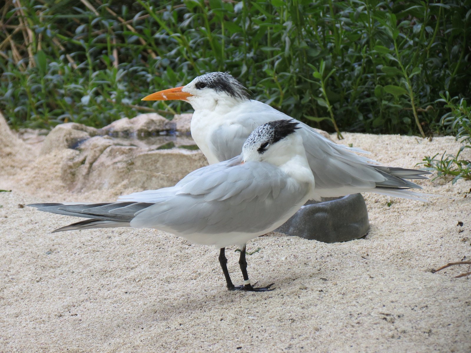 Aquarium - Aviary - Beach Exhibit - Royal Tern