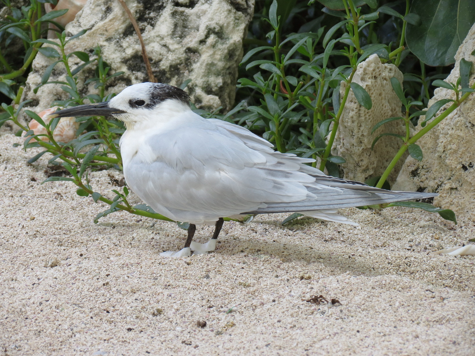 Aquarium - Aviary - Beach Exhibit - Sandwich Tern