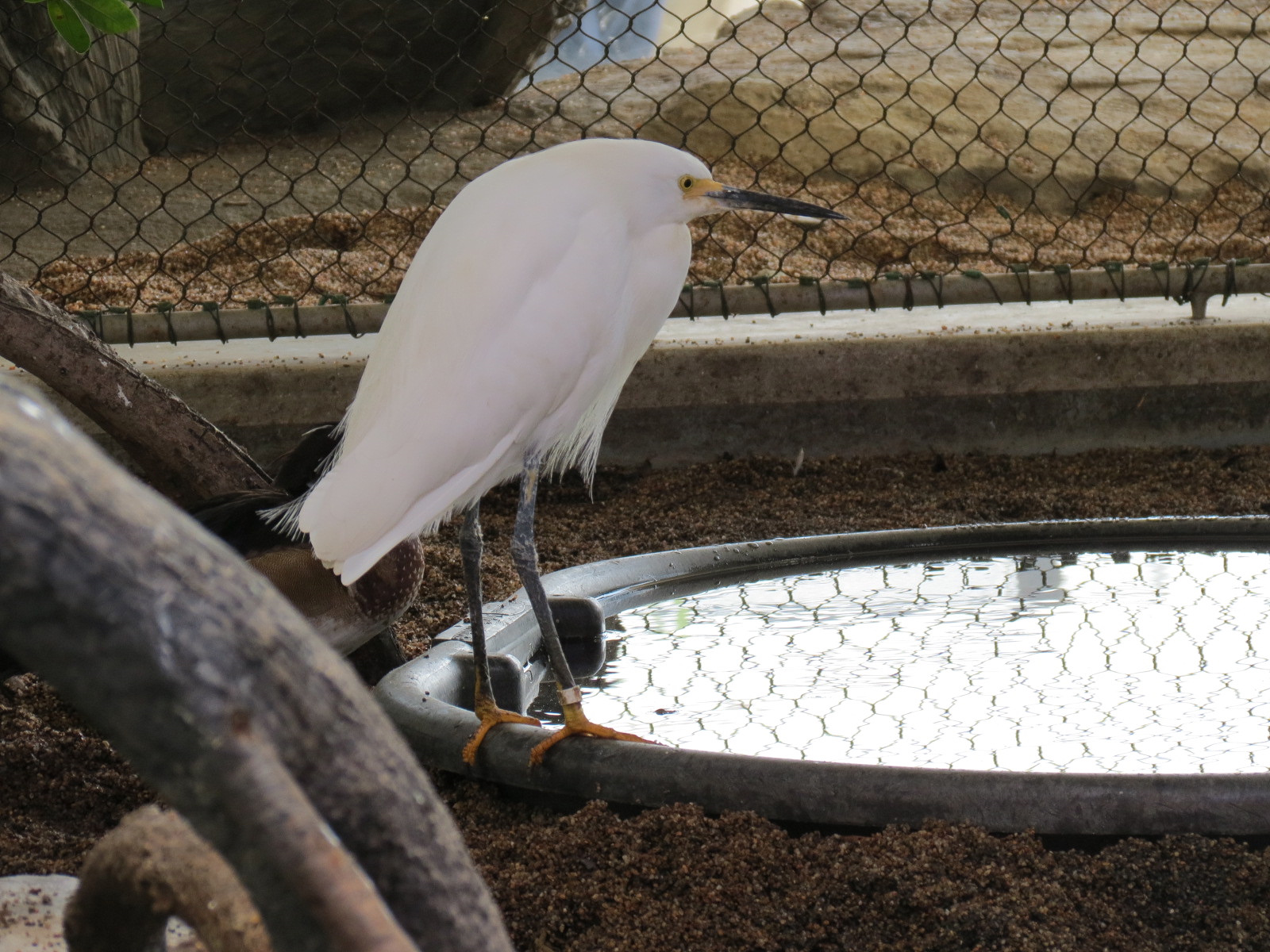 Aquarium - Aviary - Egret