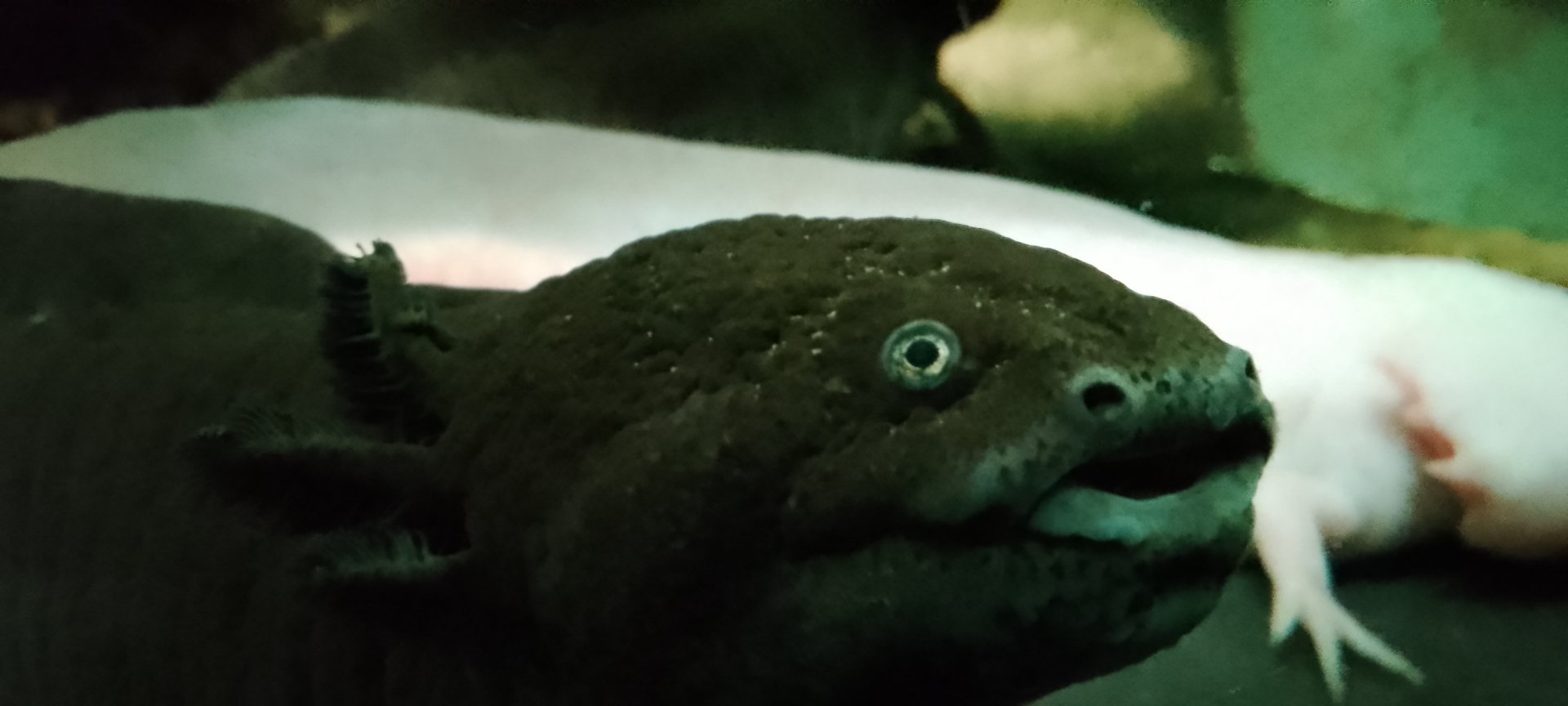 Aquarium- Axolotl 020225