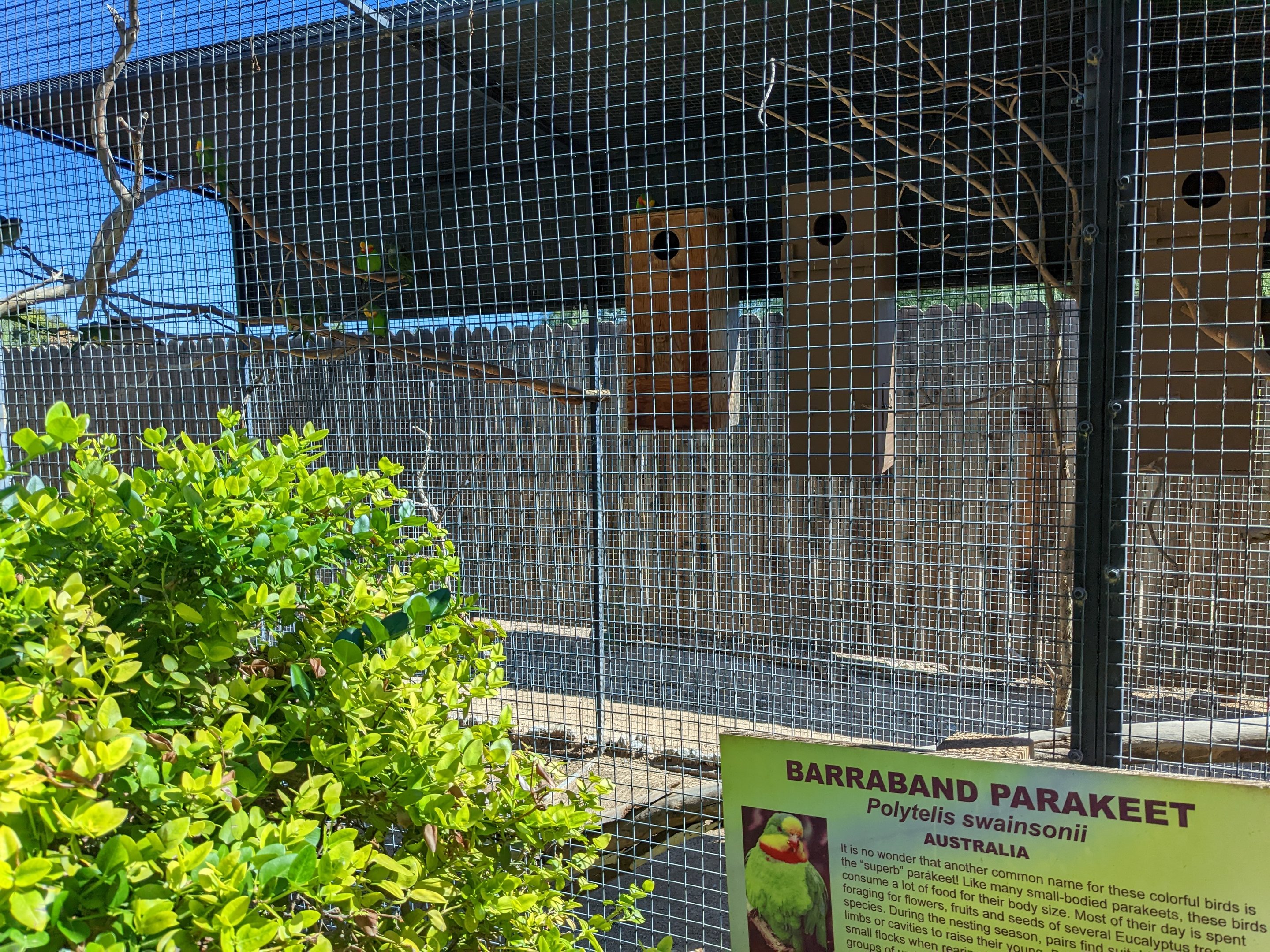 Aquarium -Barraband parakeet