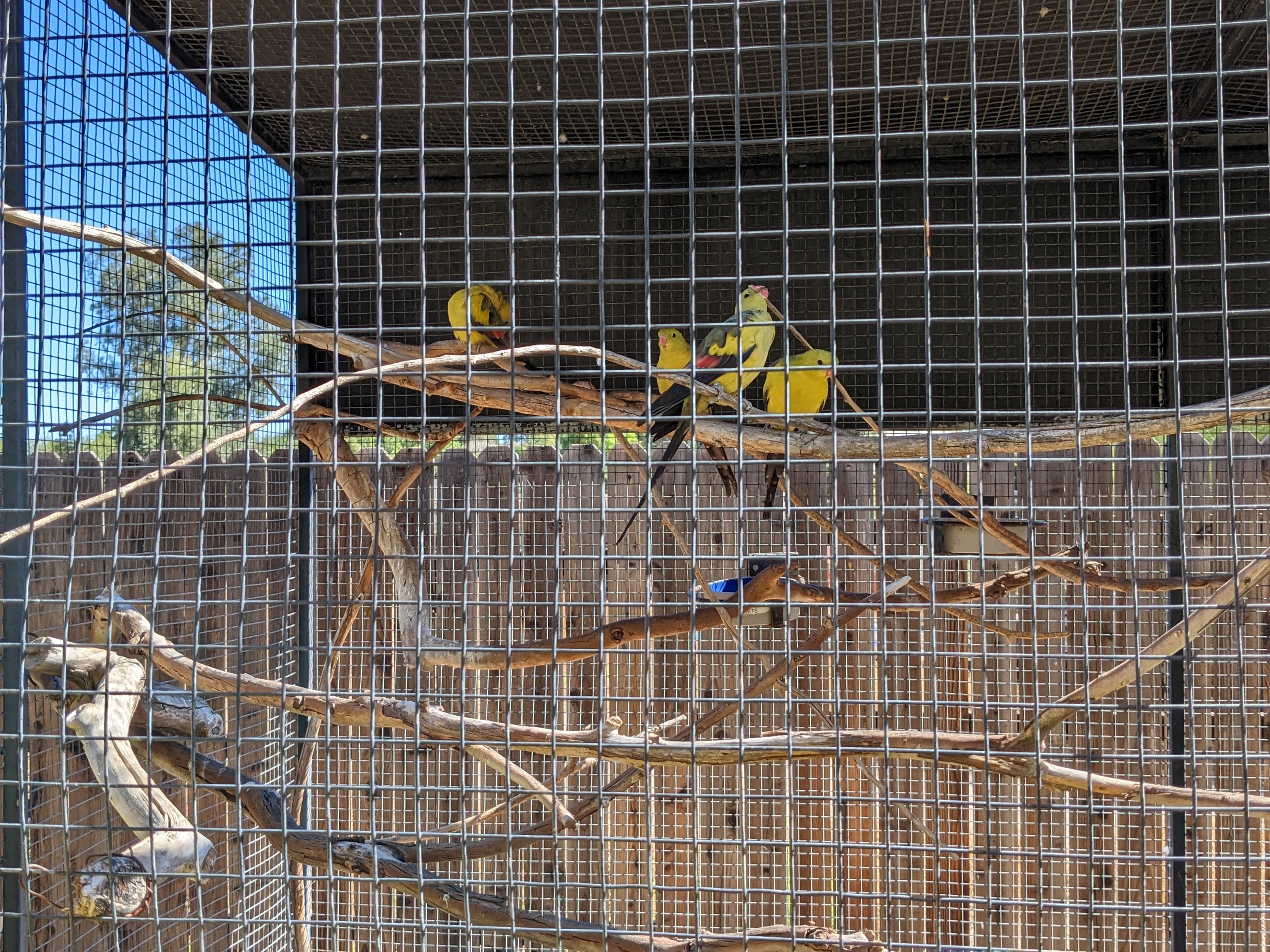 Aquarium -Barraband parakeet