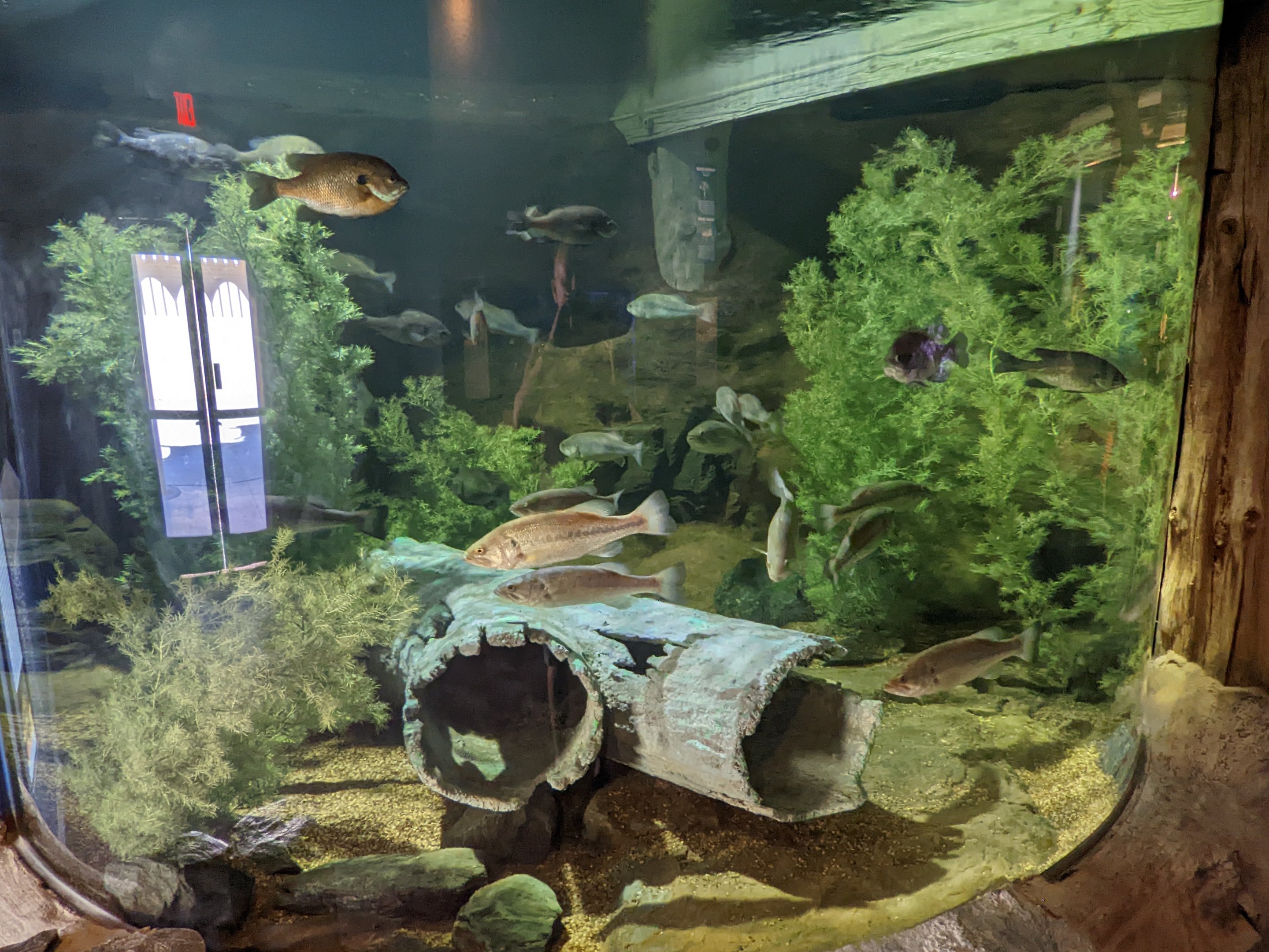 Aquarium - bass and various freshwater fish