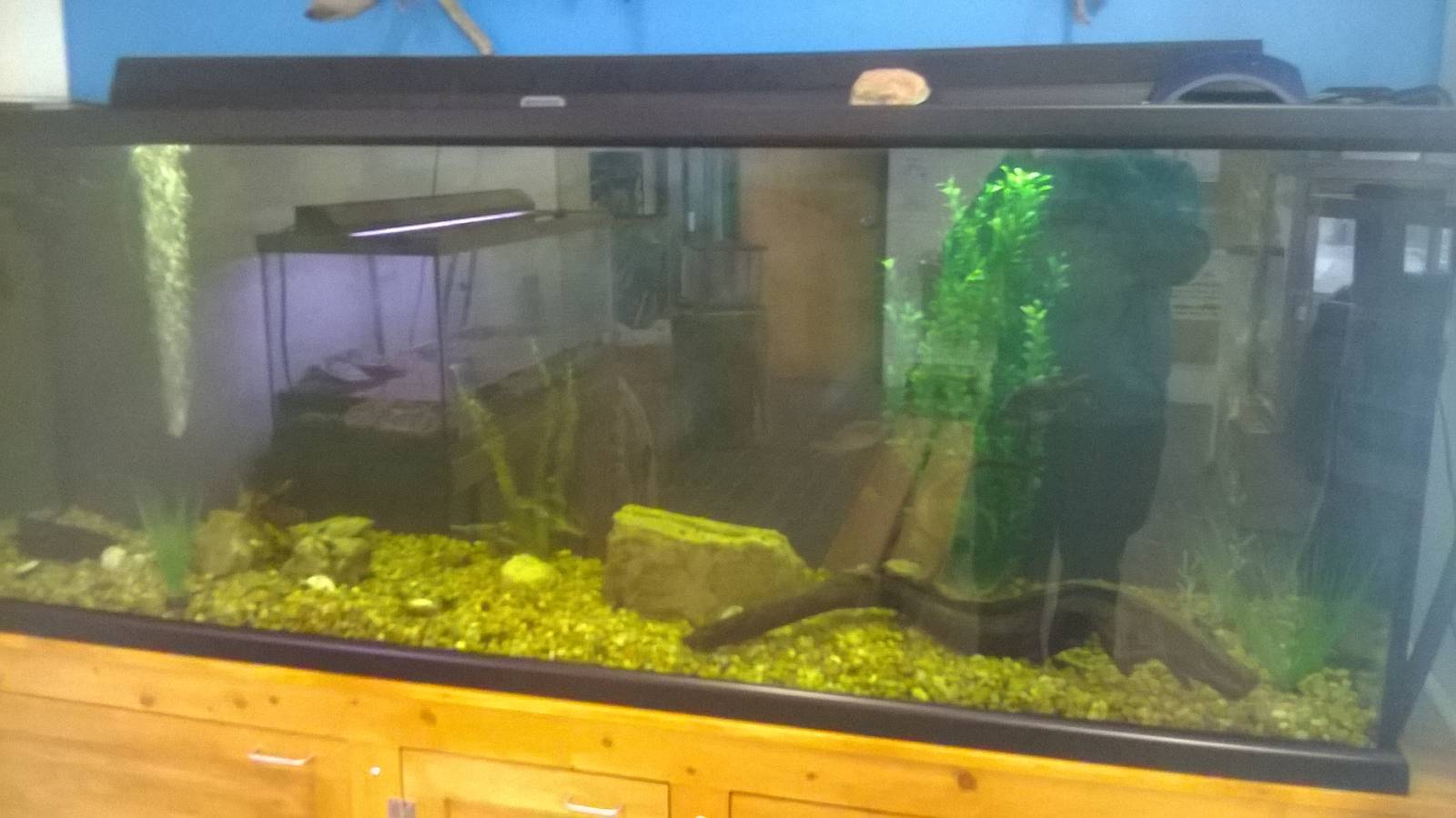 Aquarium - Bass & Perch