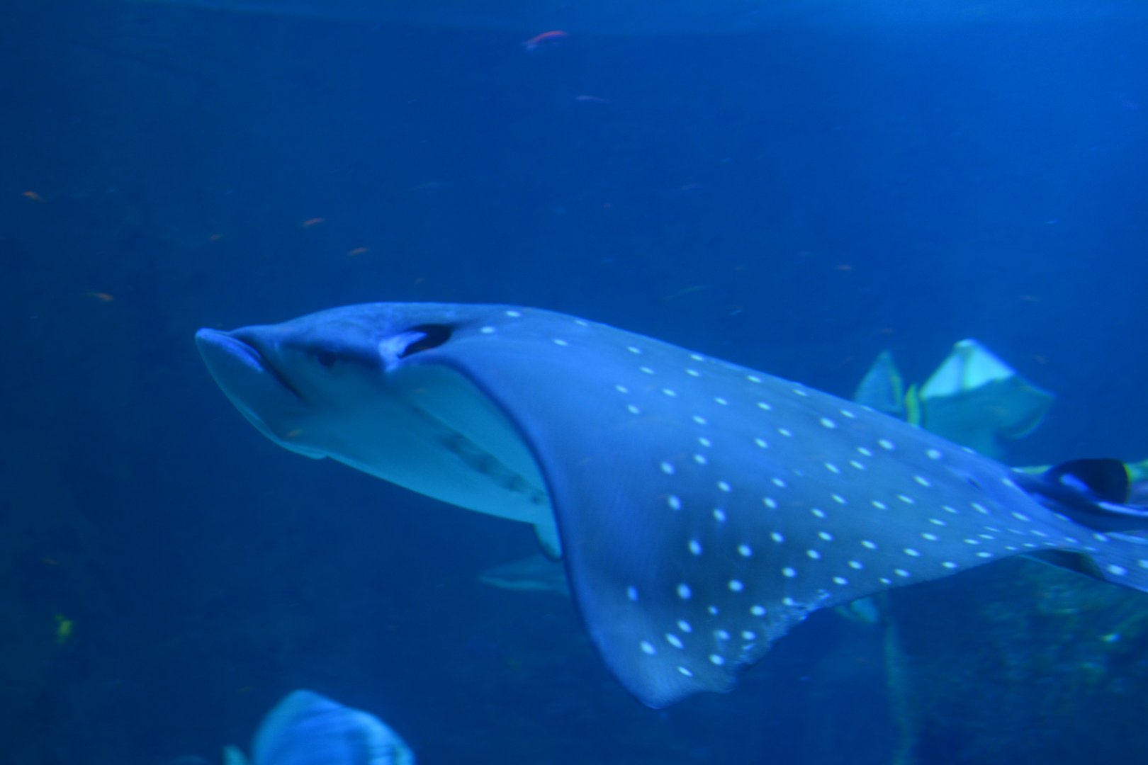 Aquarium Biarritz - Aetobatus narinari
