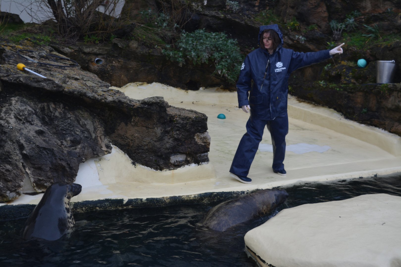 Aquarium Biarritz - Atlantic grey seal training and animation in a rainy cloudy winter day