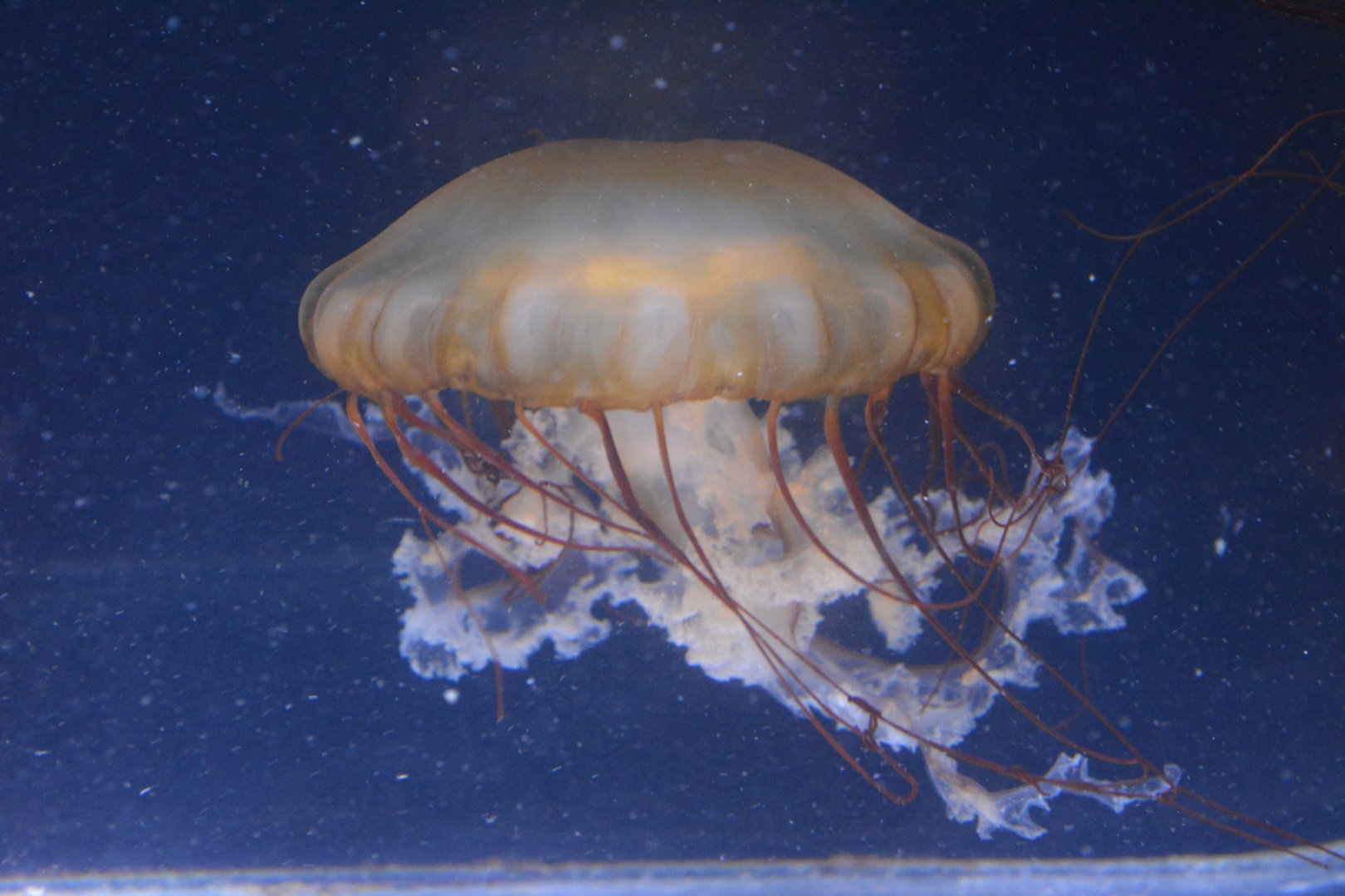 Aquarium Biarritz - Chrysaora plocamia