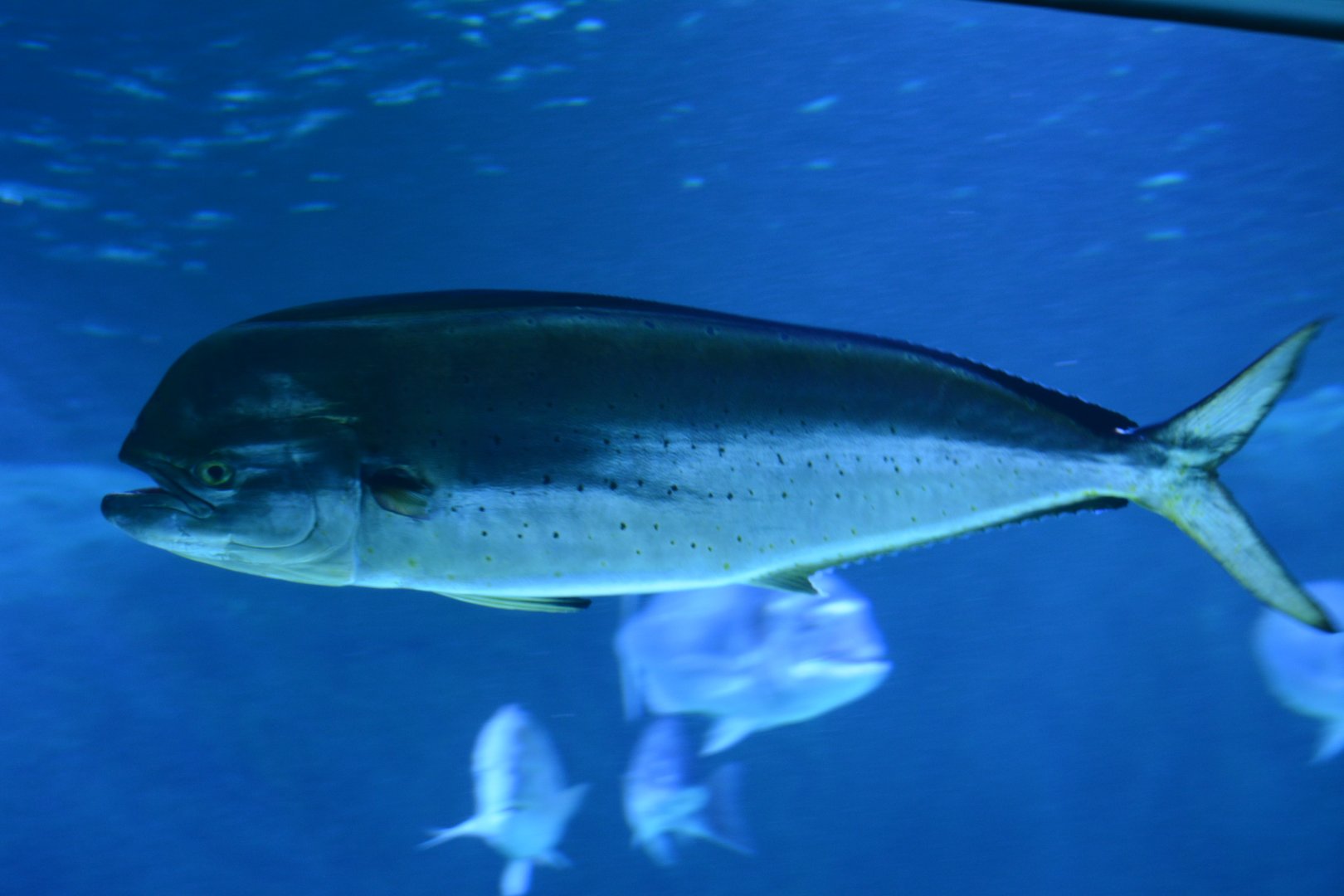Aquarium Biarritz - Coryphaena hippurus