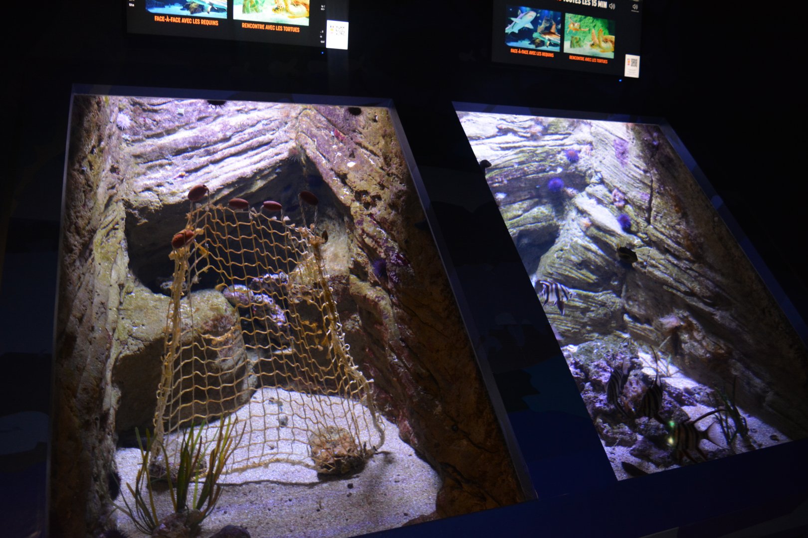 Aquarium Biarritz - Example of Indo-Pacific aquariums