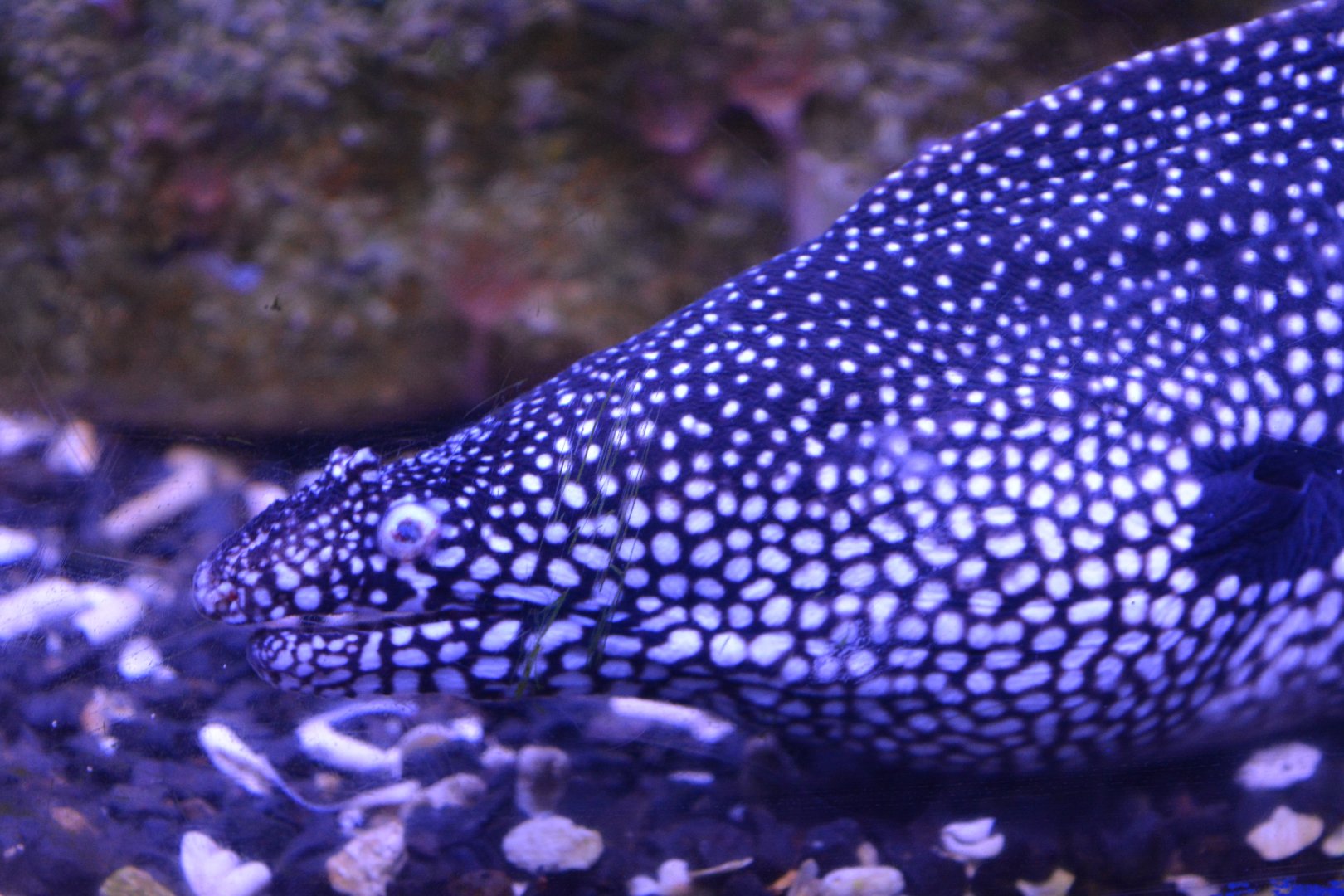 Aquarium Biarritz - Gymnothorax meleagris