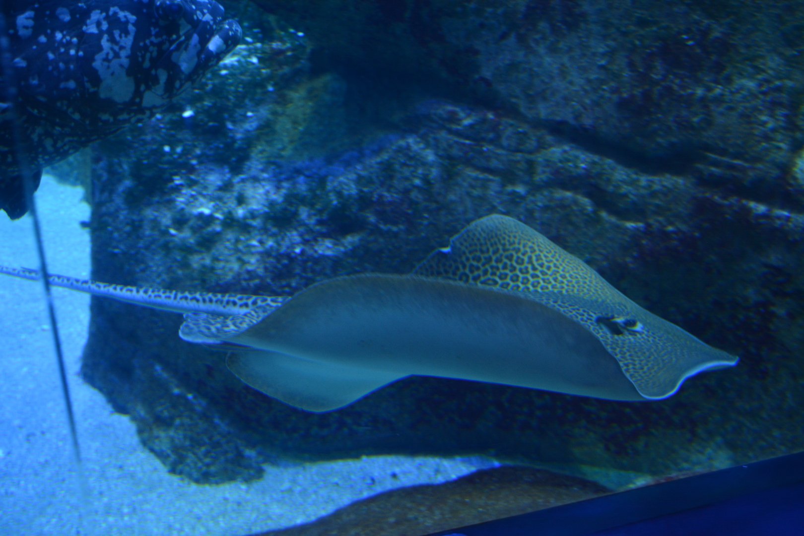 Aquarium Biarritz - Himantura uarnak