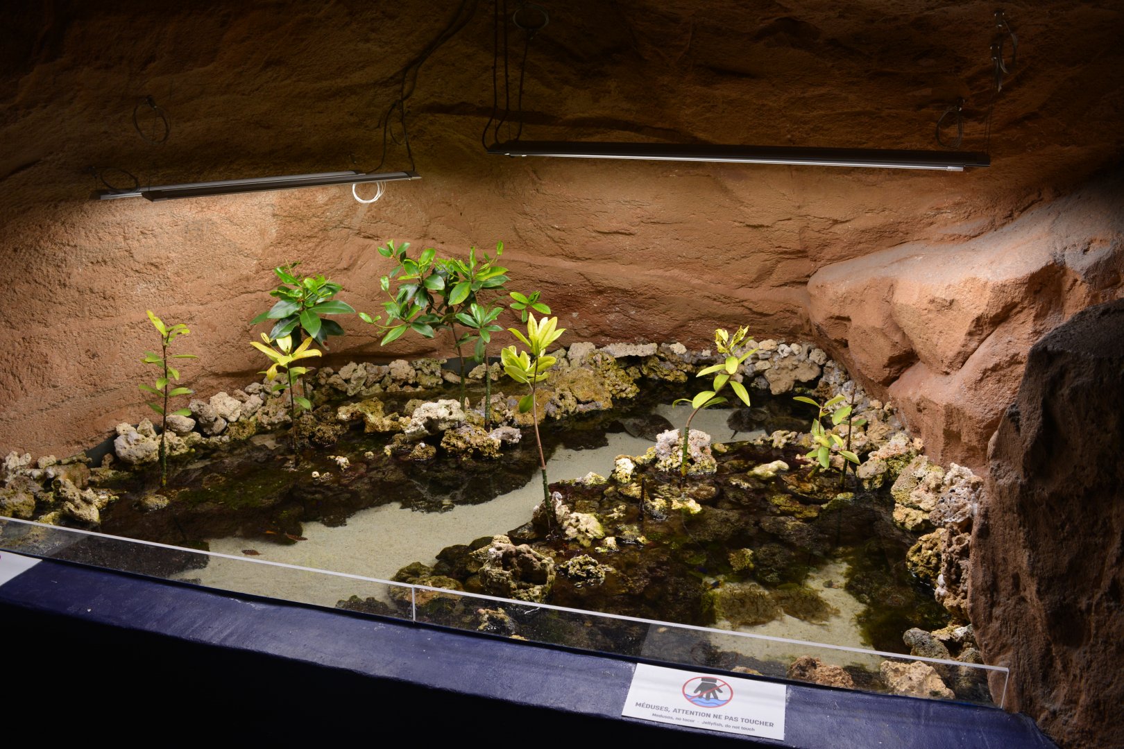 Aquarium Biarritz - Mangrove aquarium