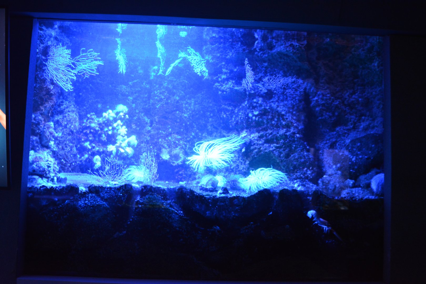 Aquarium Biarritz - One of the Golf of Vizcaya aquariums