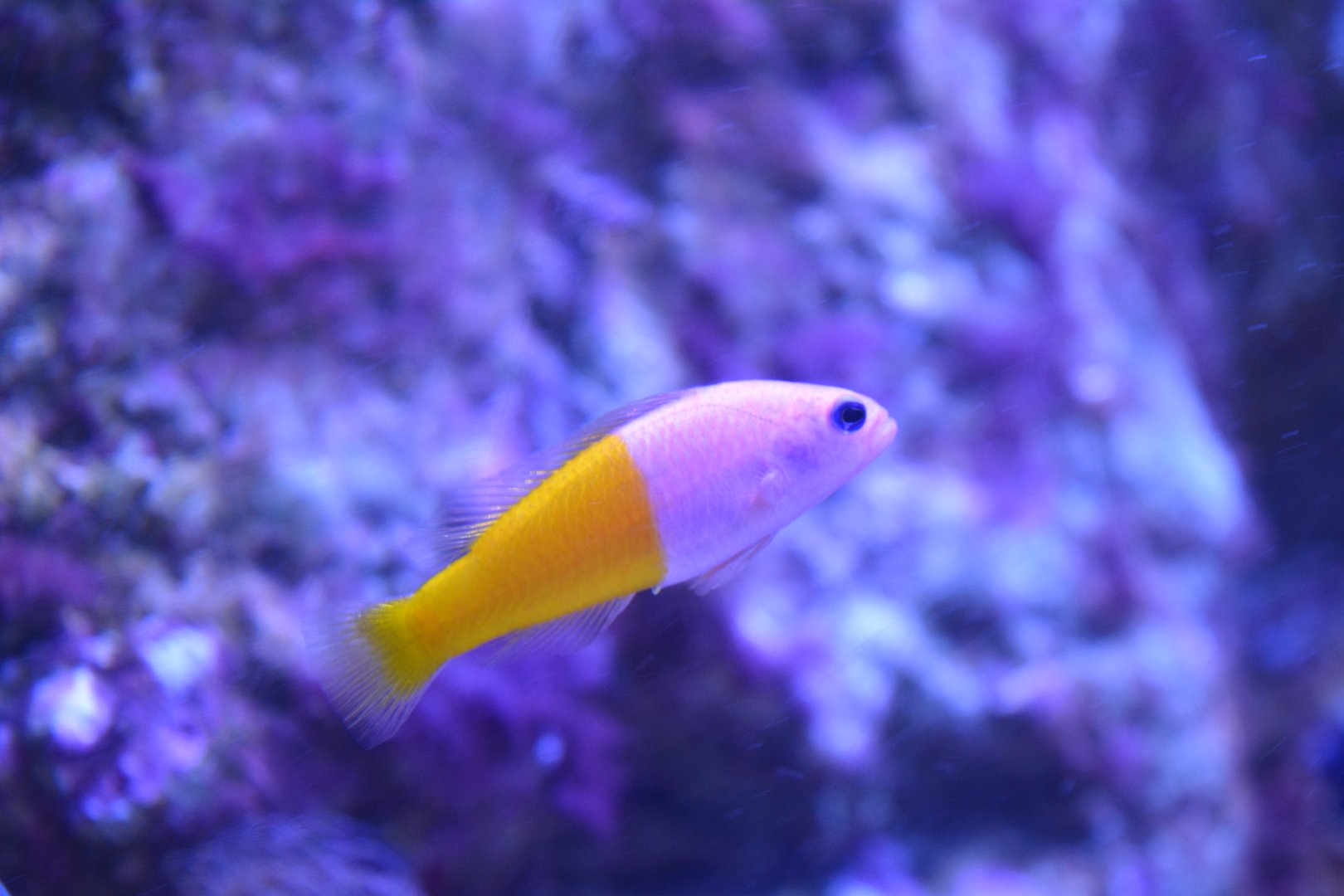 Aquarium Biarritz - Pictichromis paccagnellae