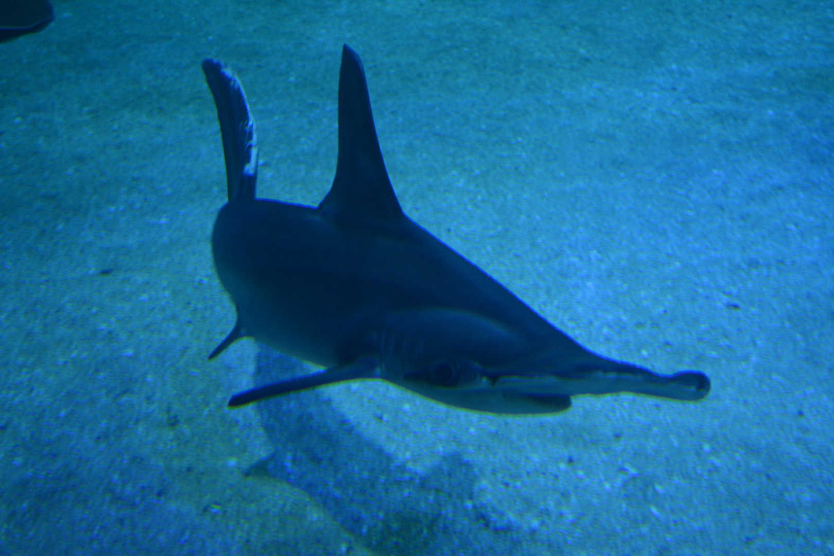 Aquarium Biarritz - Sphyrna lewinii