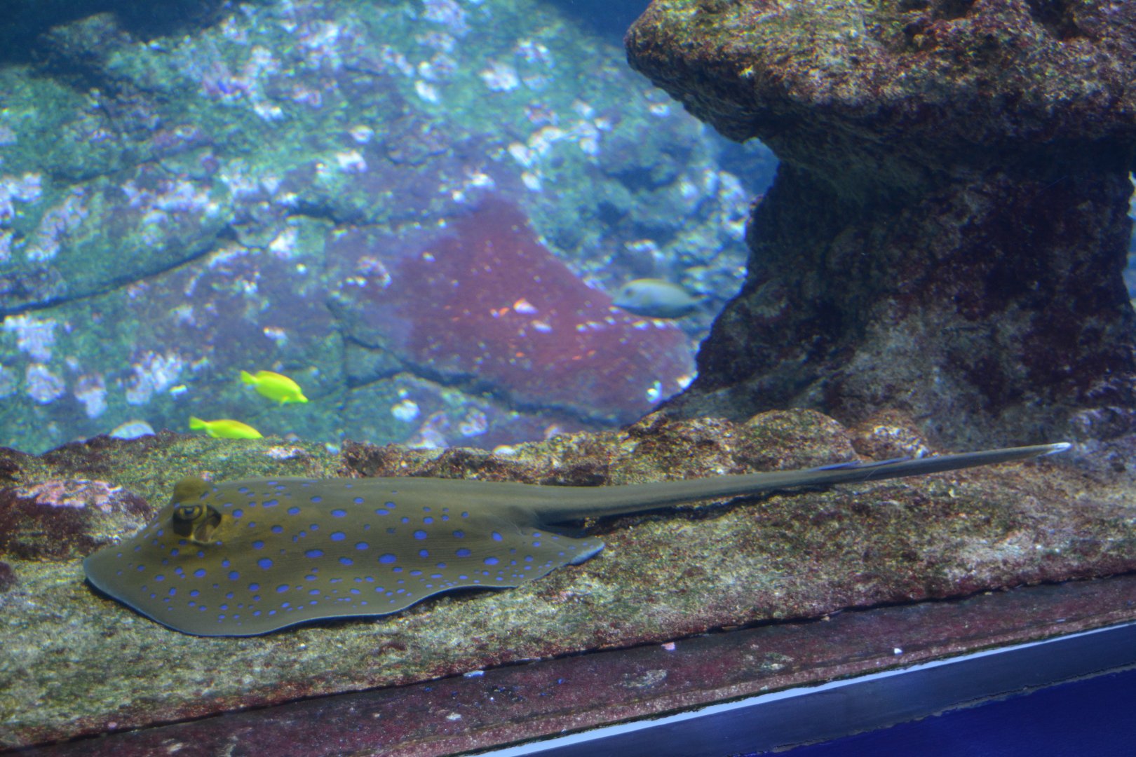 Aquarium Biarritz - Taeniura lymma