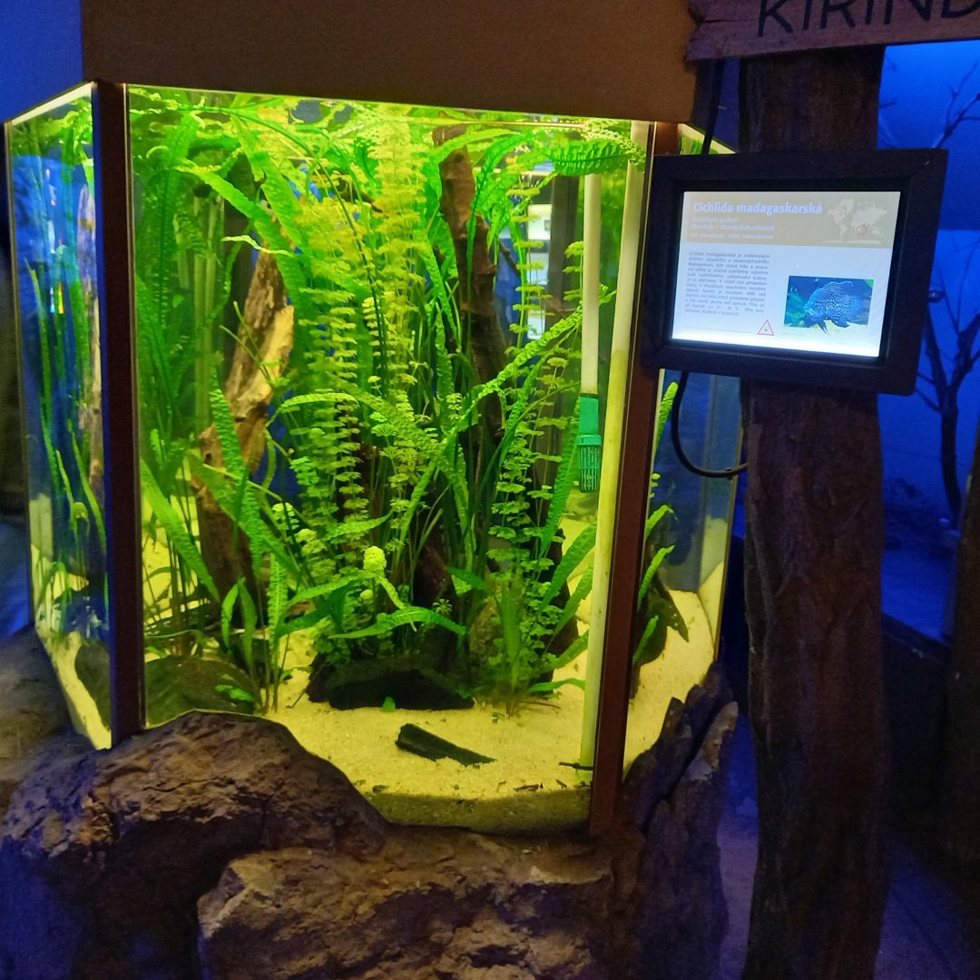 Aquarium Black diamond cichlid - Paratilapia polleni