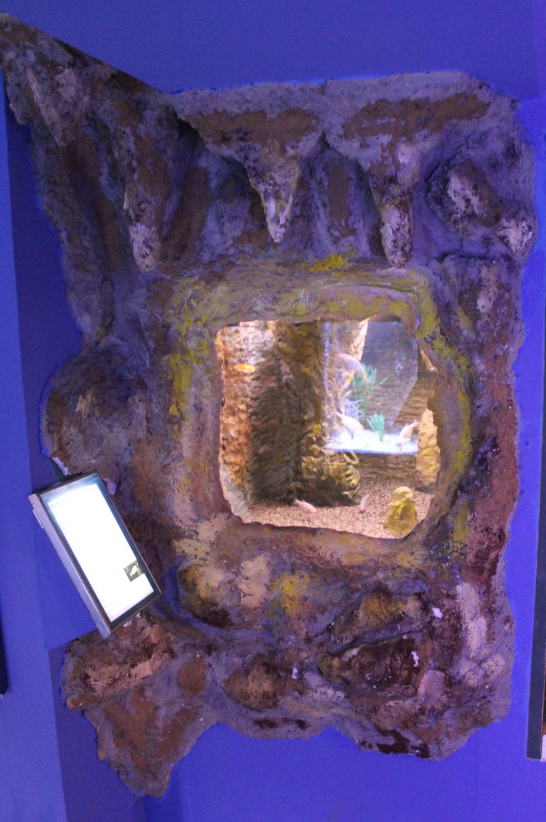 Aquarium Blind cave fish