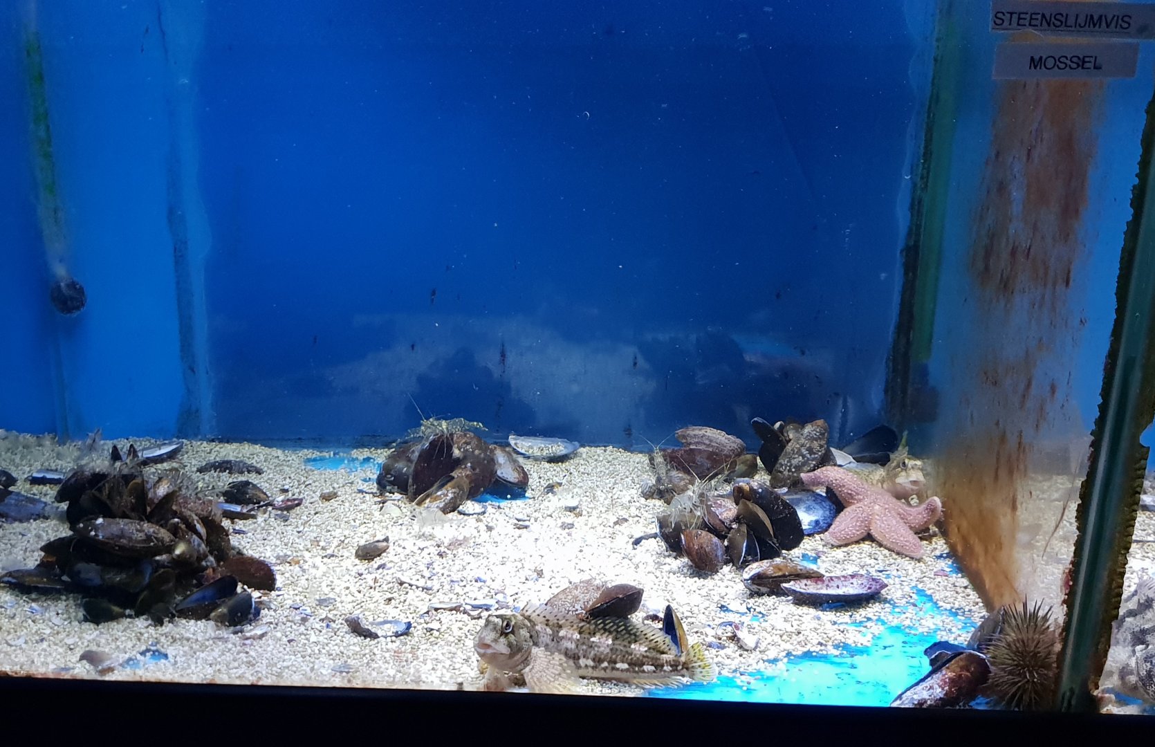 Aquarium Blue mussel - Sea-urchin and Shanny